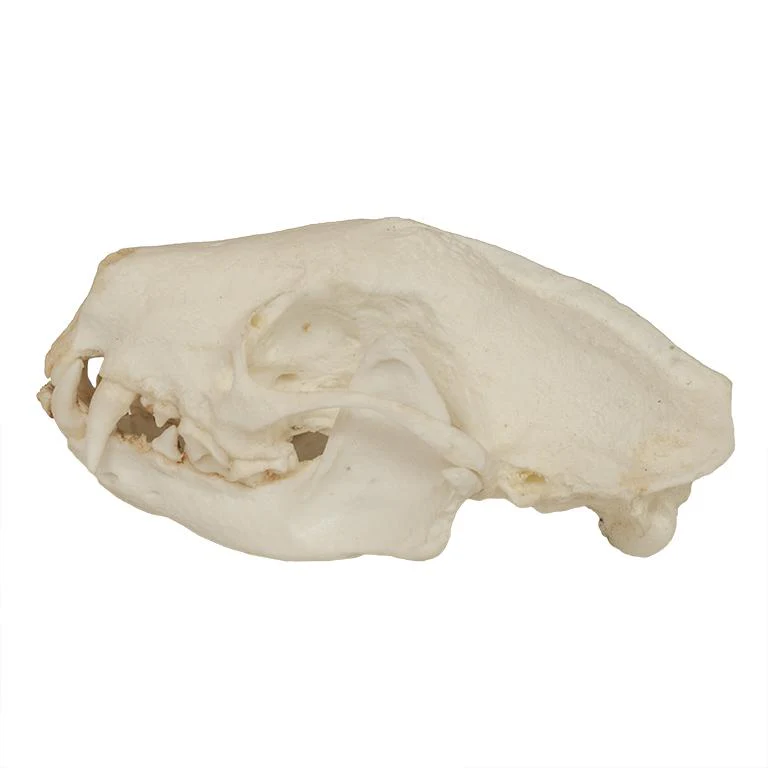 Replica Striped Skunk Skull - Image 4