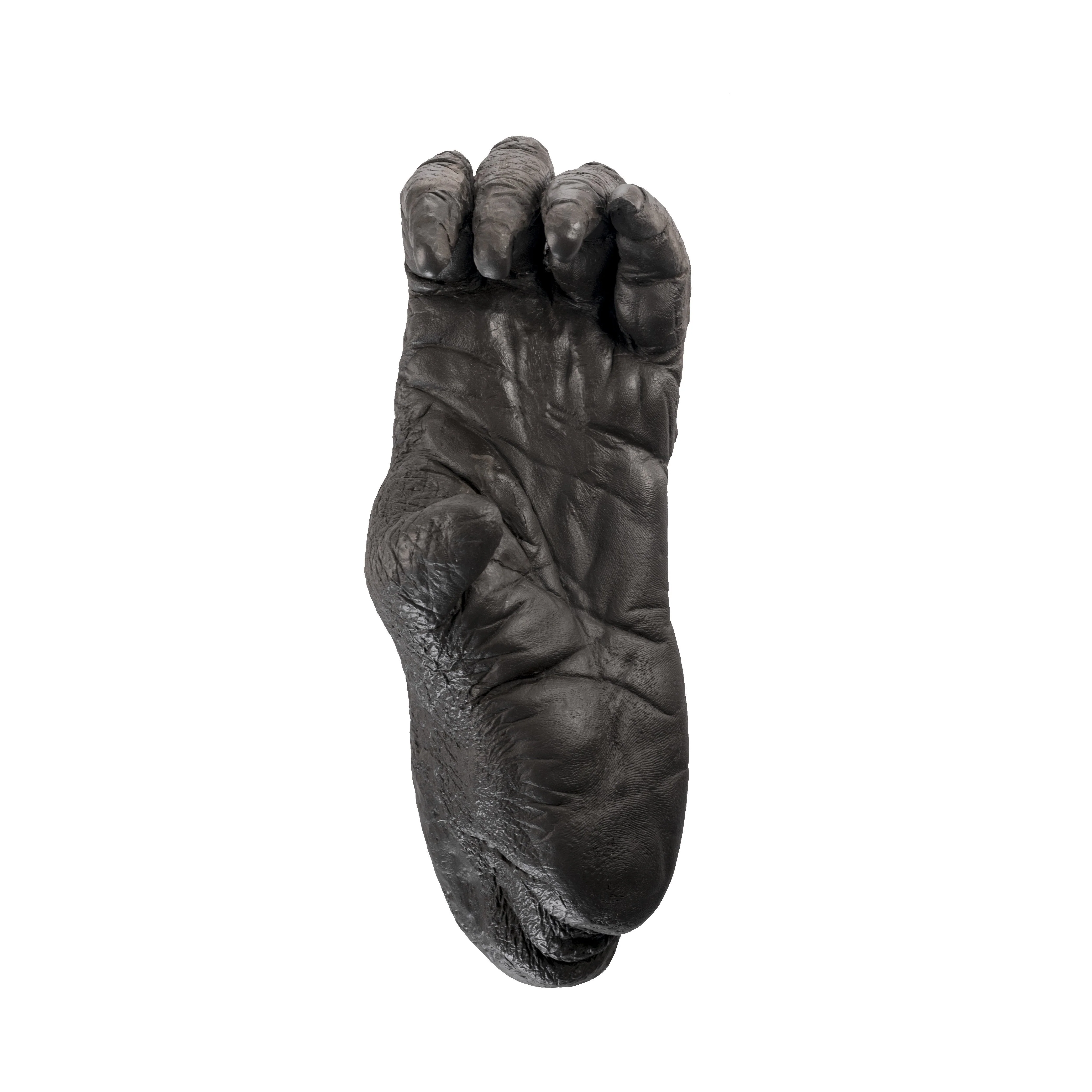 Replica Sumatran Orangutan Left Foot - Female