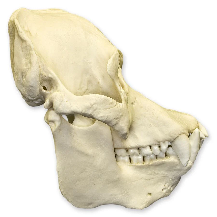 Replica Sumatran Orangutan Skull - Male - Image 2