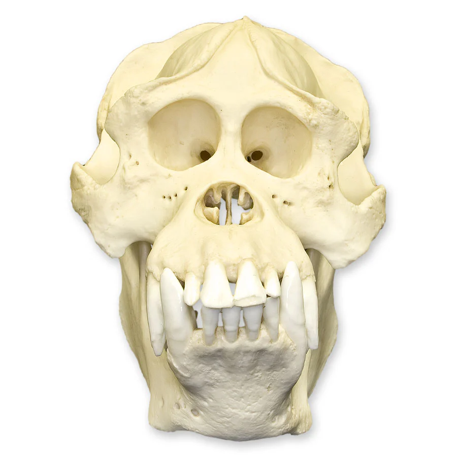 Replica Sumatran Orangutan Skull - Male - Image 3