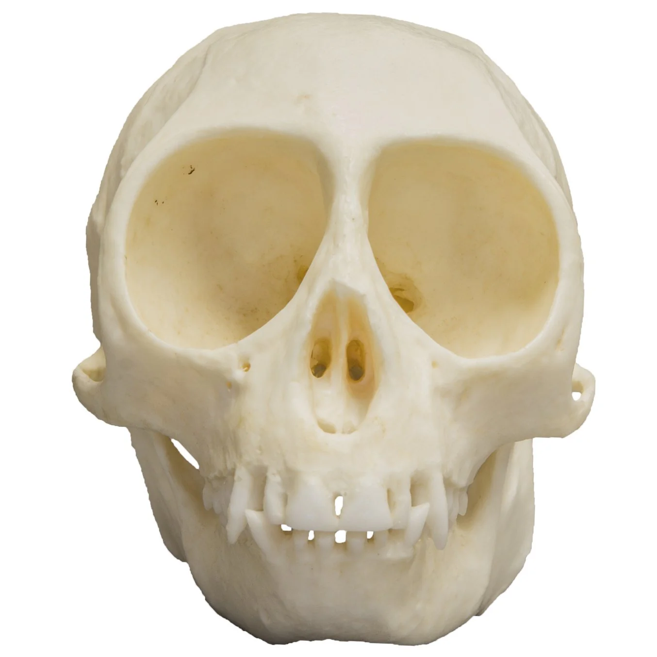 Replica Talapoin Skull - Image 3