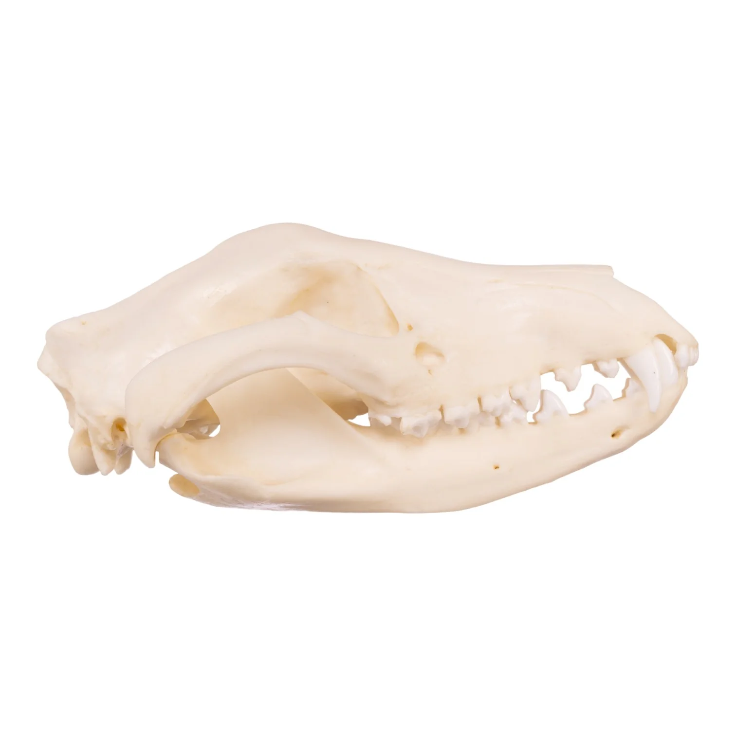 Replica Tasmanian Wolf Skull - Image 2