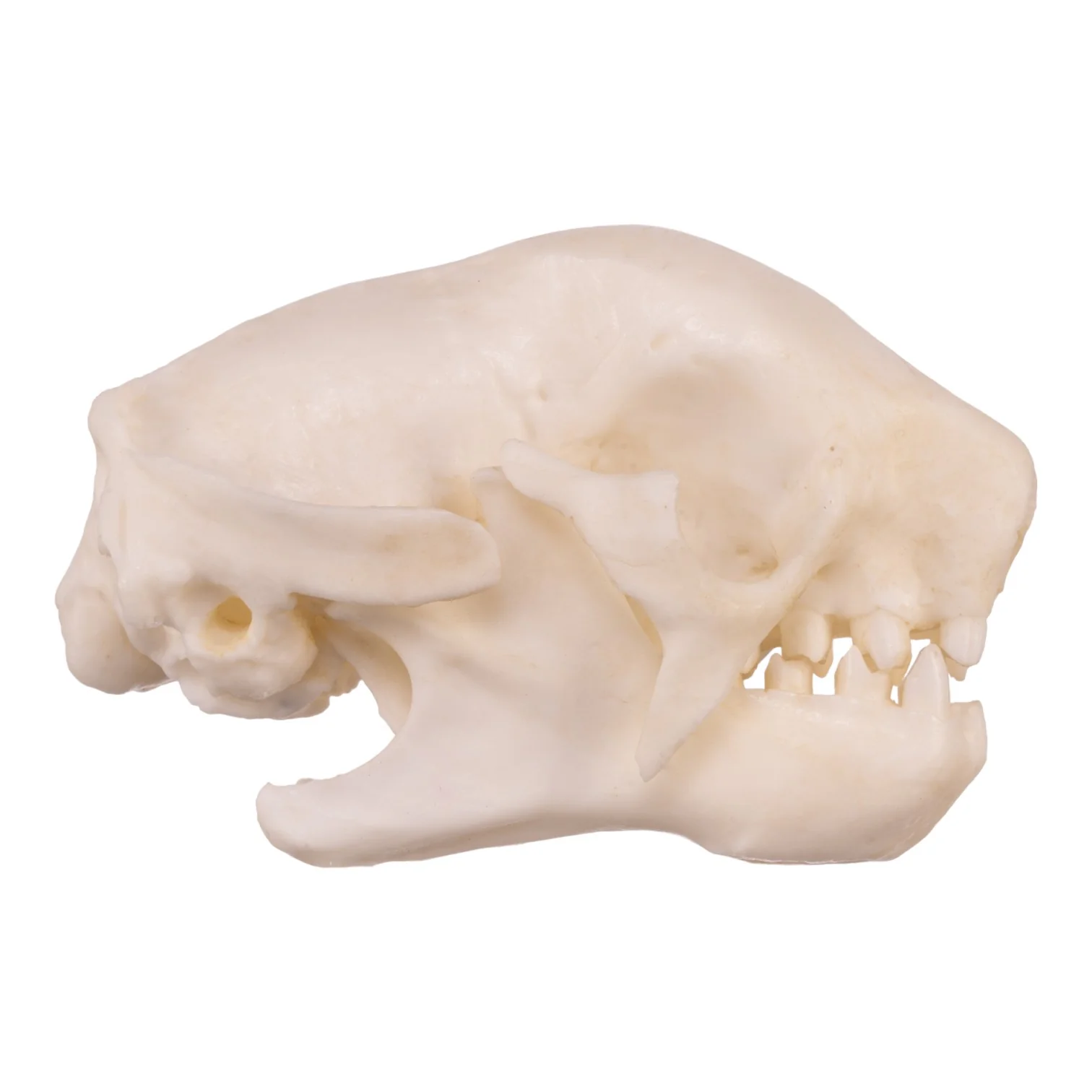 Replica Three-toed Sloth Skull - Image 2