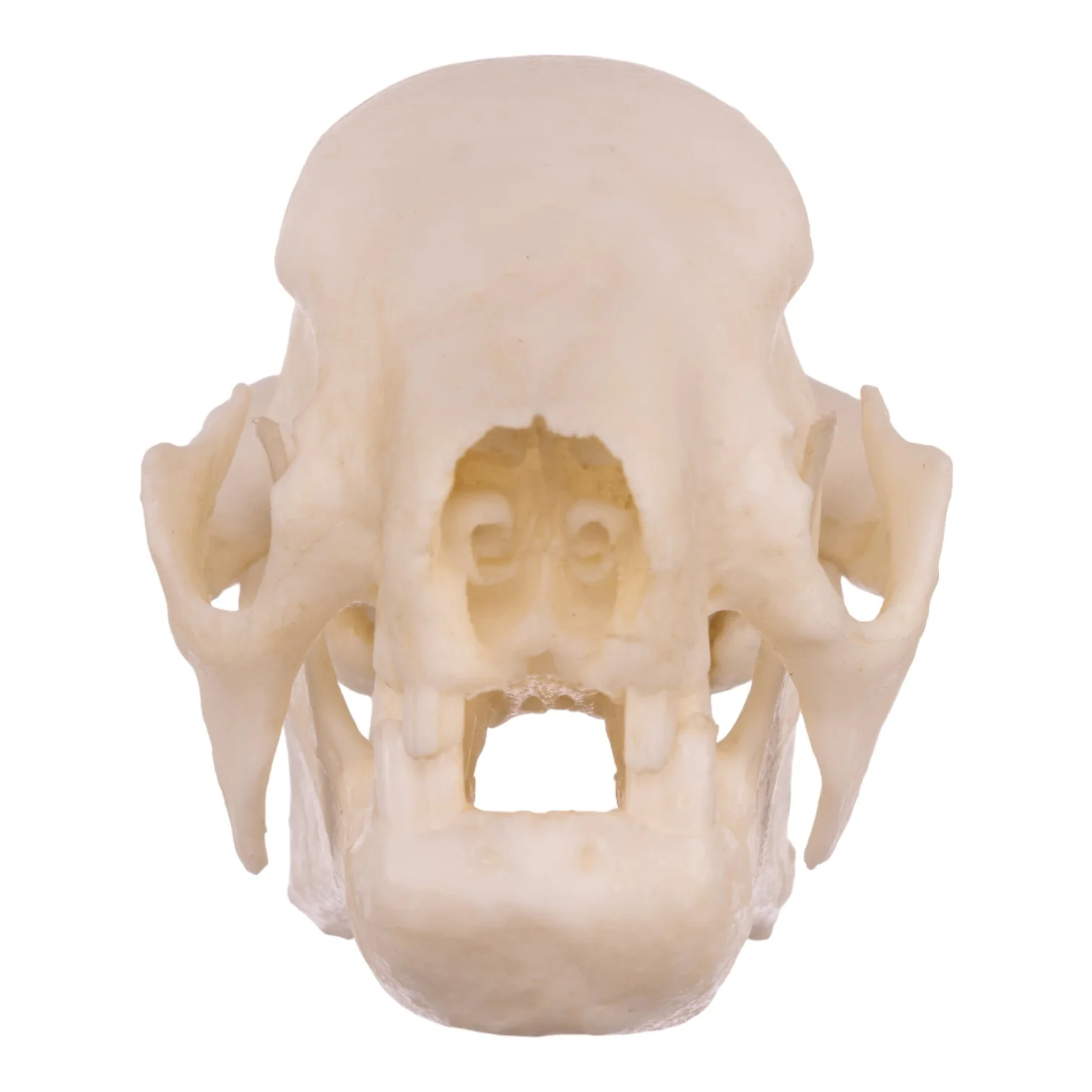 Replica Three-toed Sloth Skull - Image 3
