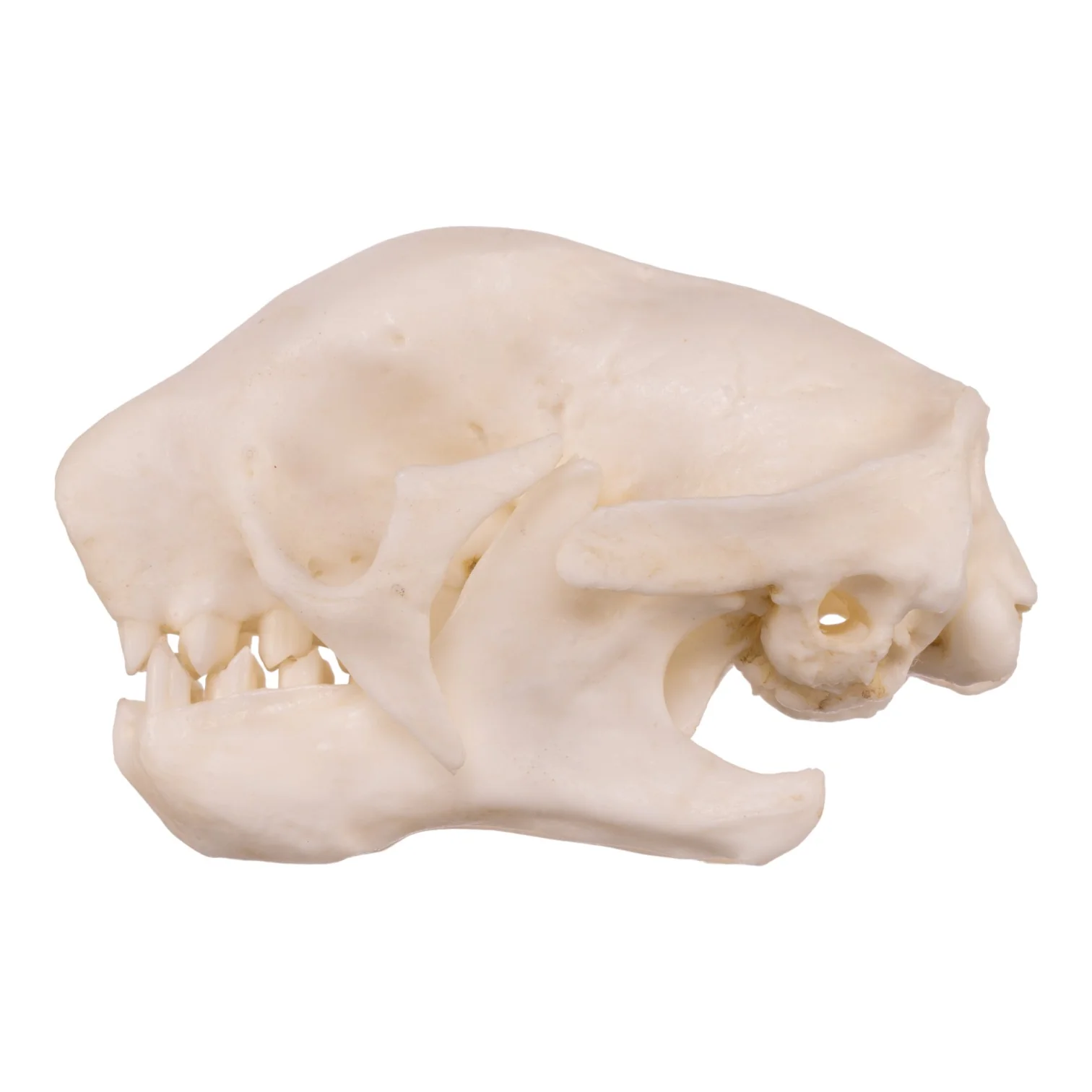 Replica Three-toed Sloth Skull - Image 4