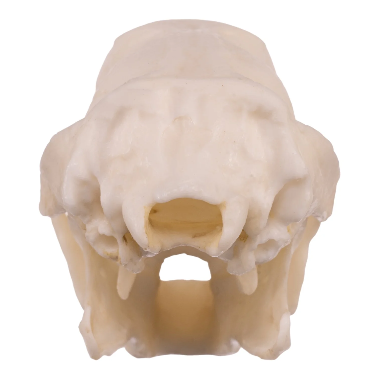 Replica Three-toed Sloth Skull - Image 5