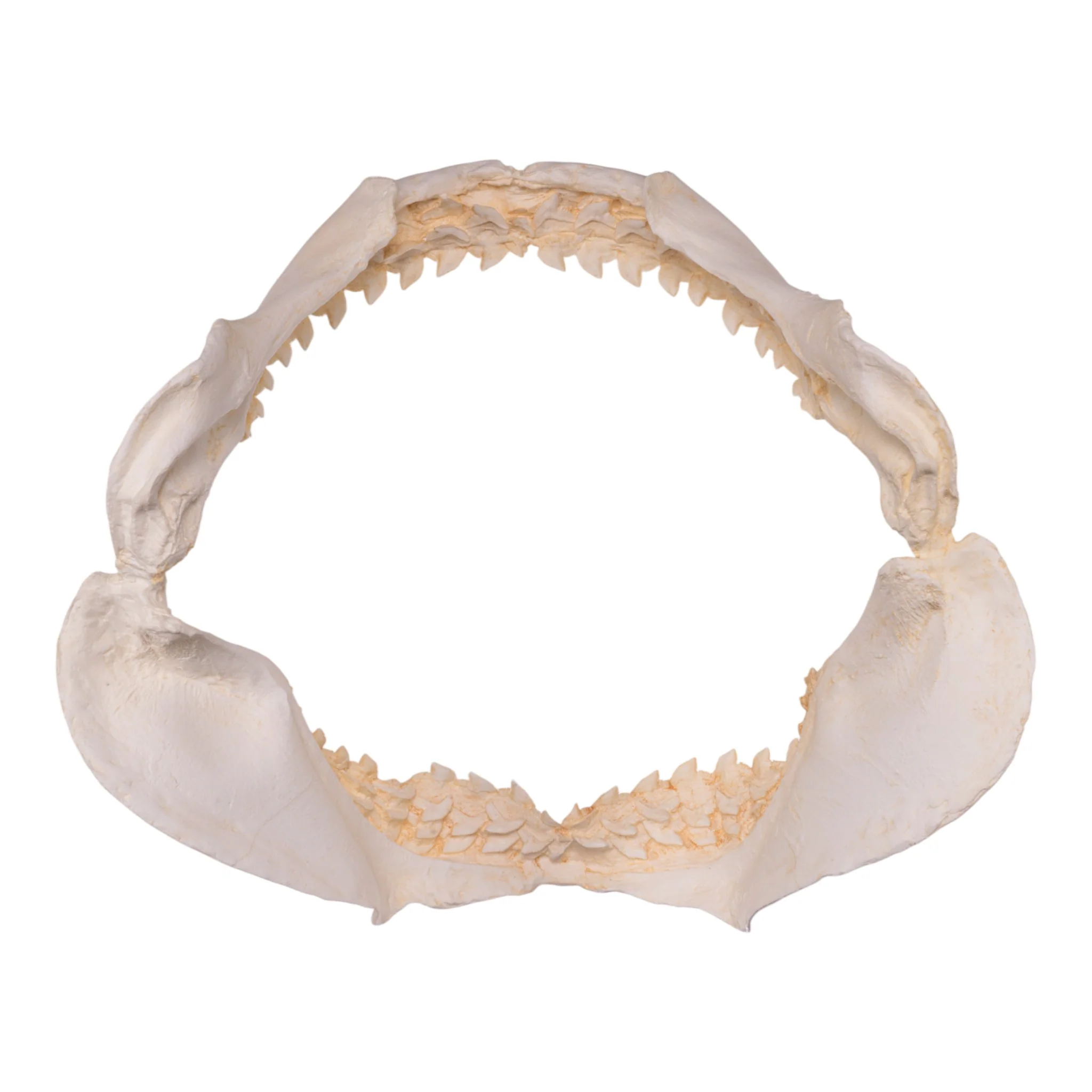 Replica Tiger Shark Jaw - Image 2