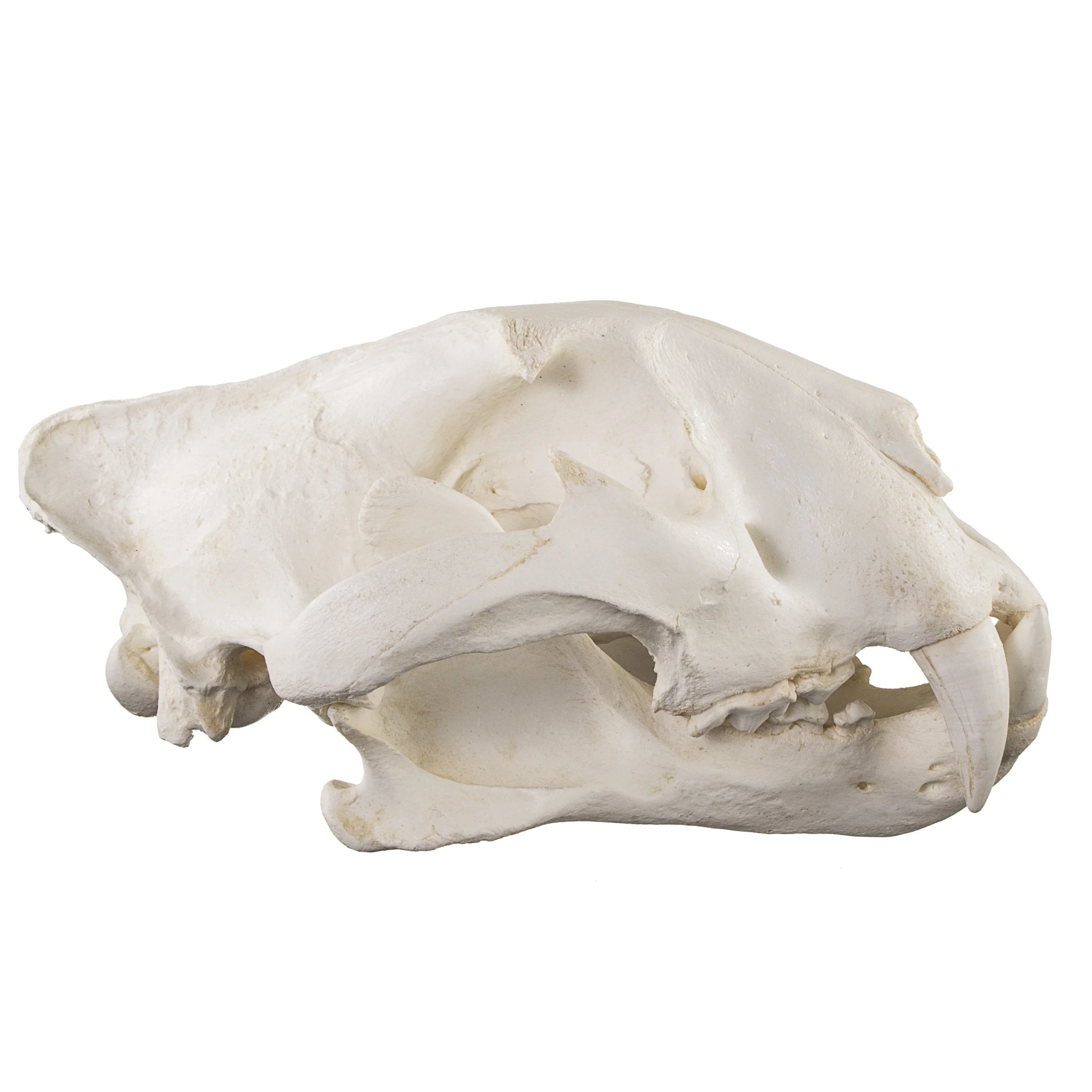 Replica Teaching Quality Tiger Skull (Male Bengal) - Image 2