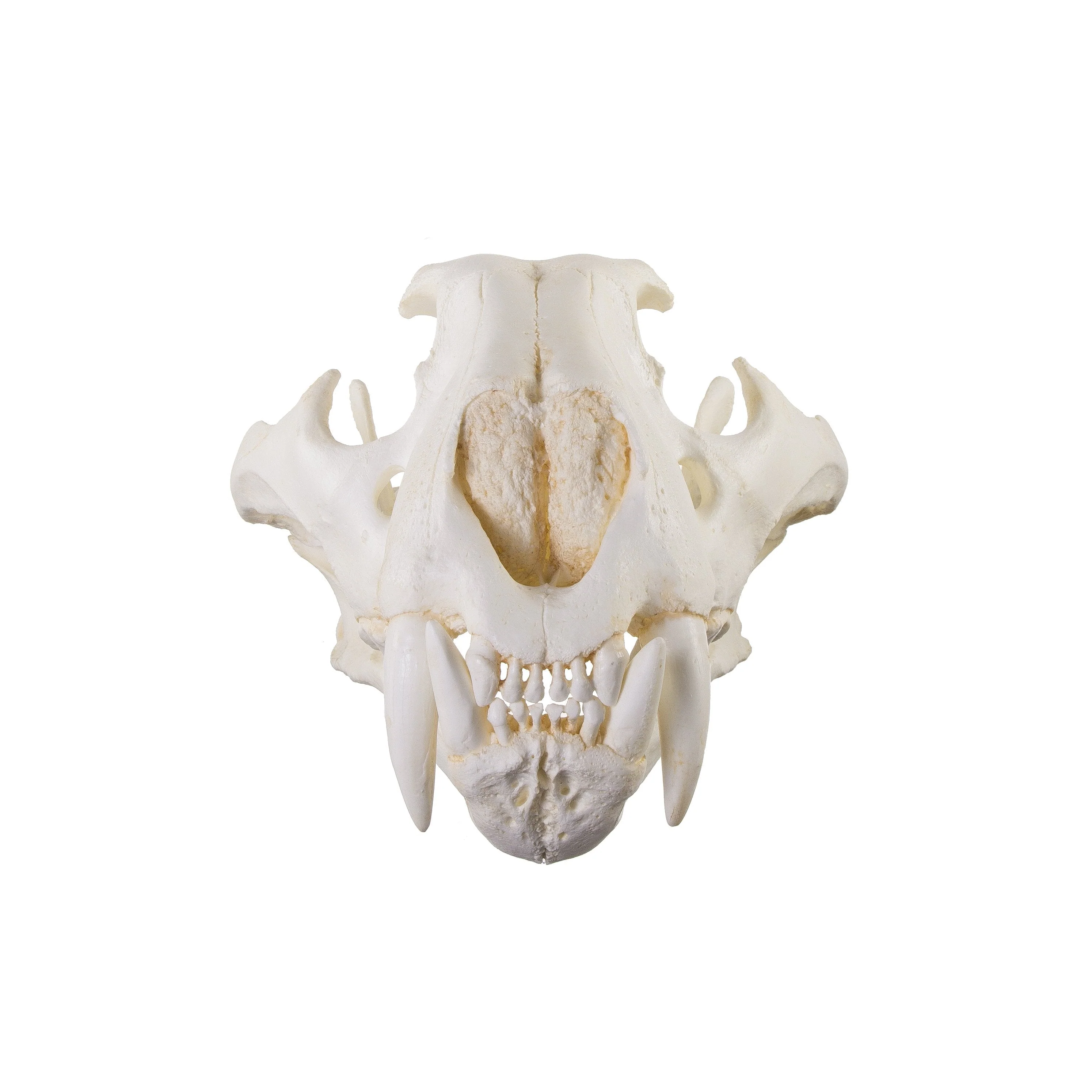 Replica Teaching Quality Tiger Skull (Male Bengal) - Image 3