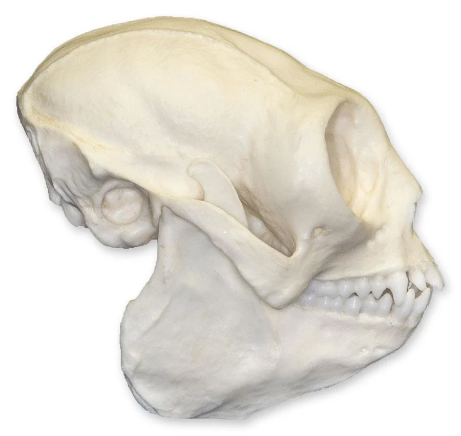 Replica Titi Monkey Skull - Image 2