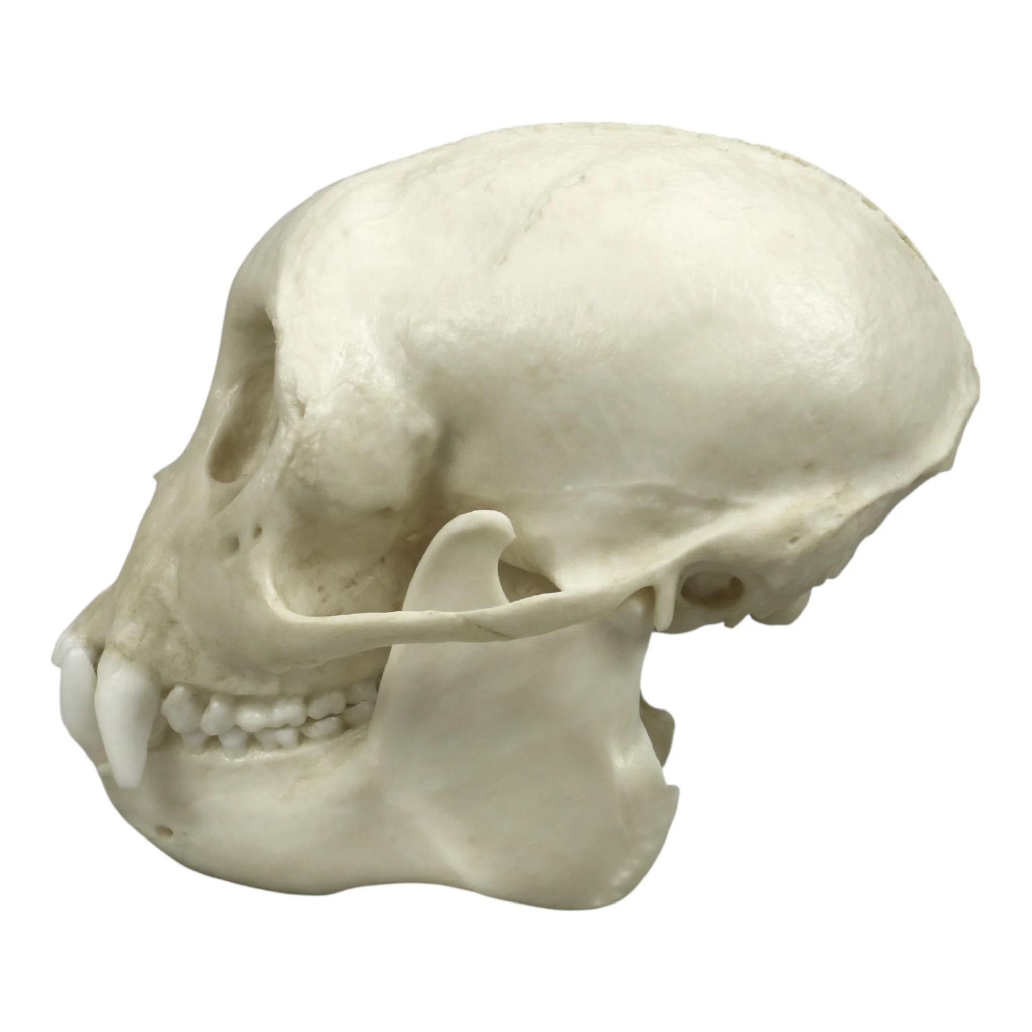 Replica Tufted Capuchin Skull - Image 4