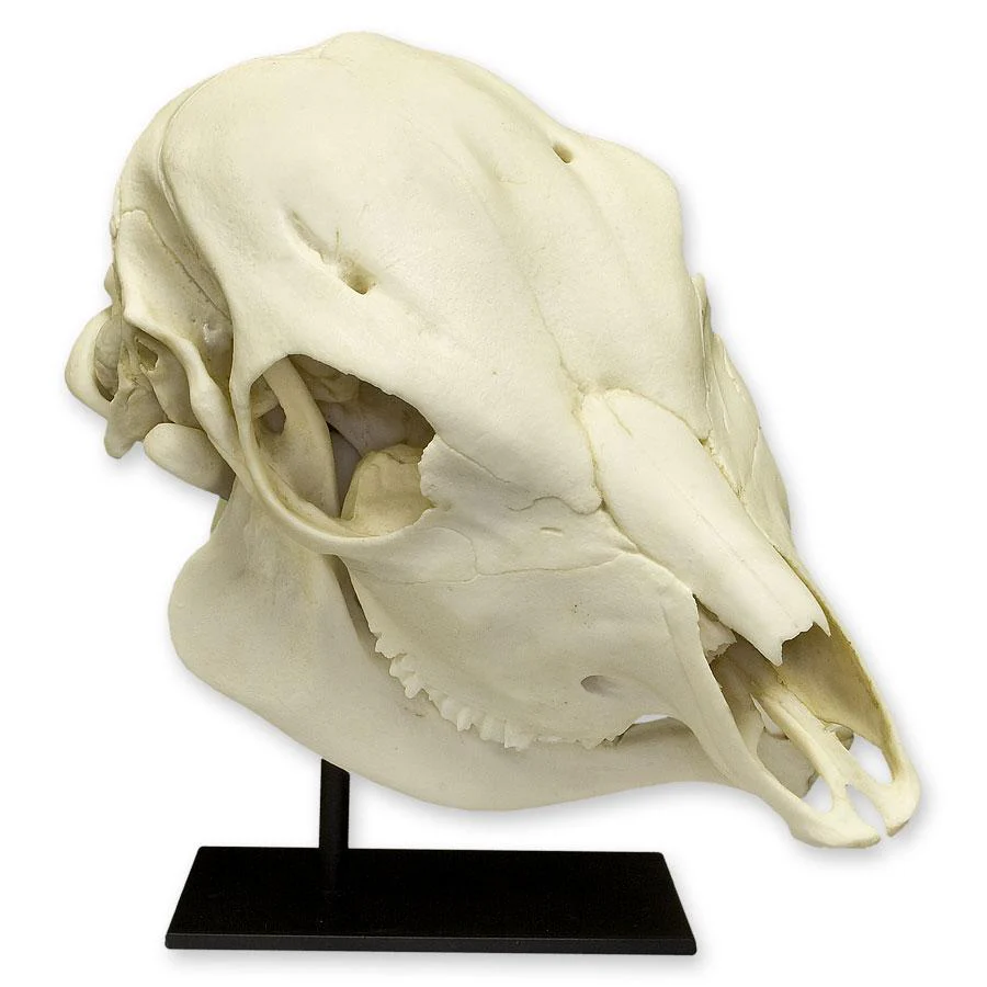 Replica Two-headed Calf Skull - Image 2
