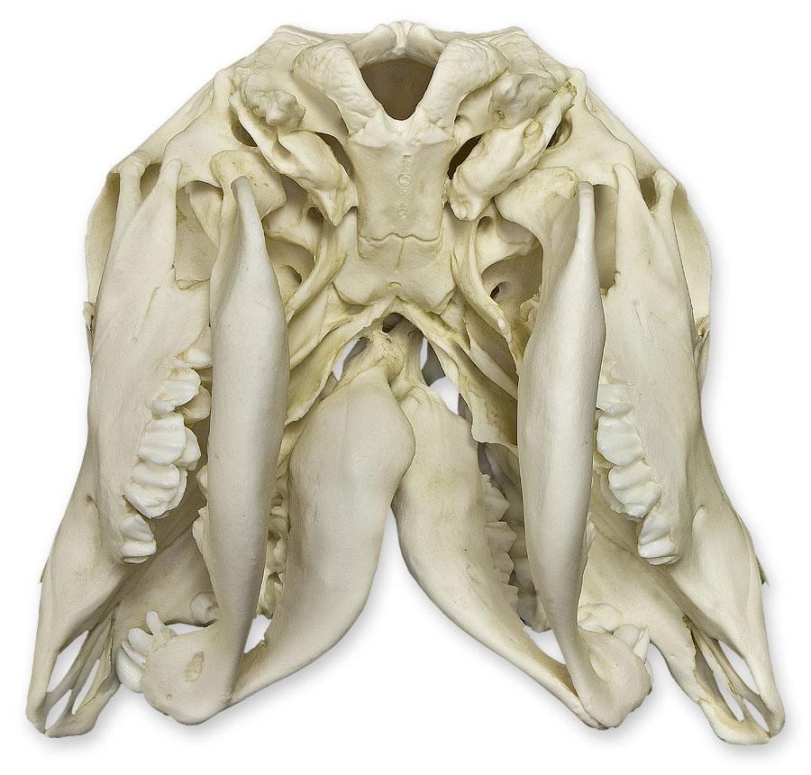 Replica Two-headed Calf Skull - Image 5