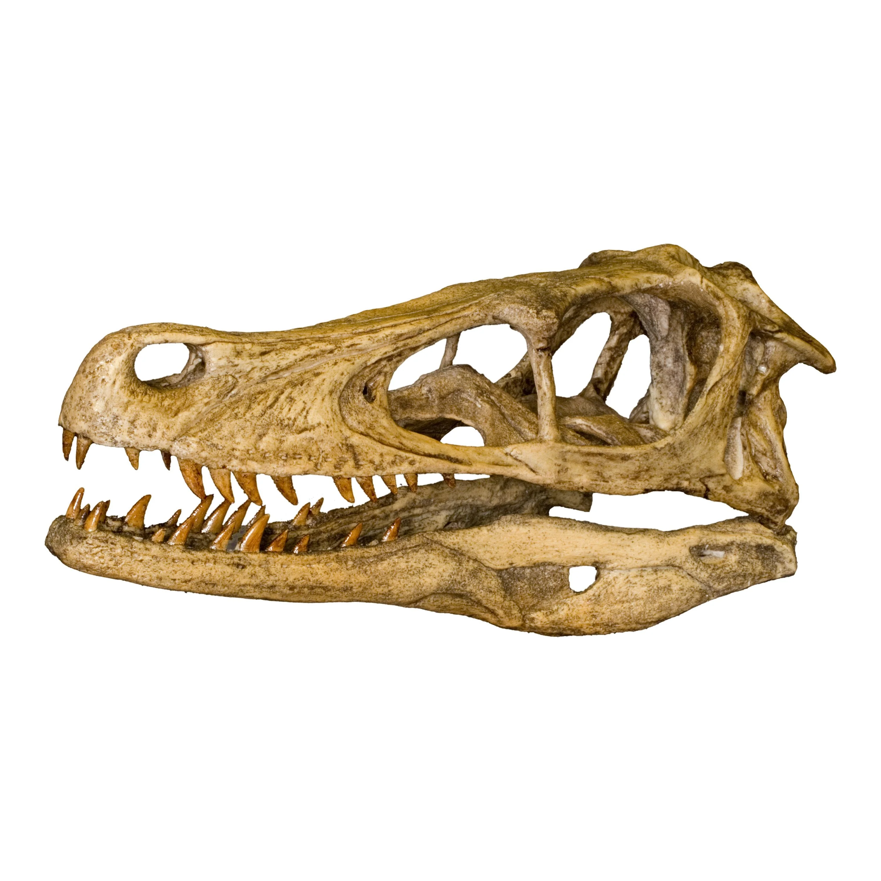 Replica Velociraptor Skull - Image 2