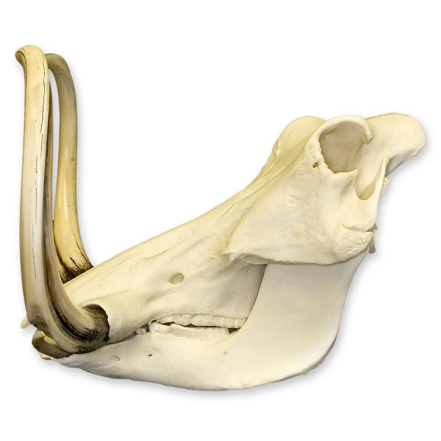 Replica Warthog Skull - Image 4