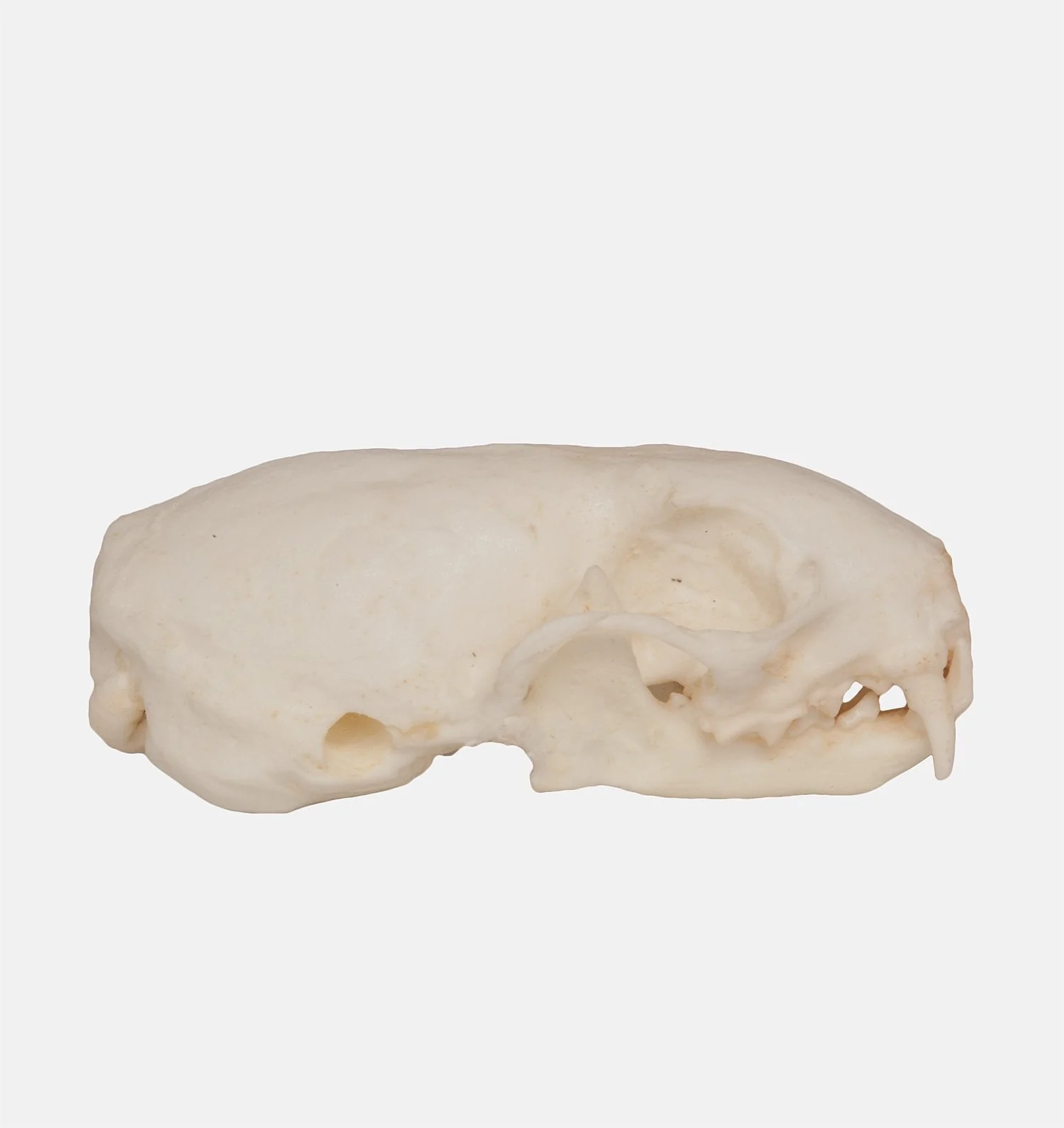 Replica Weasel Skull - Image 2