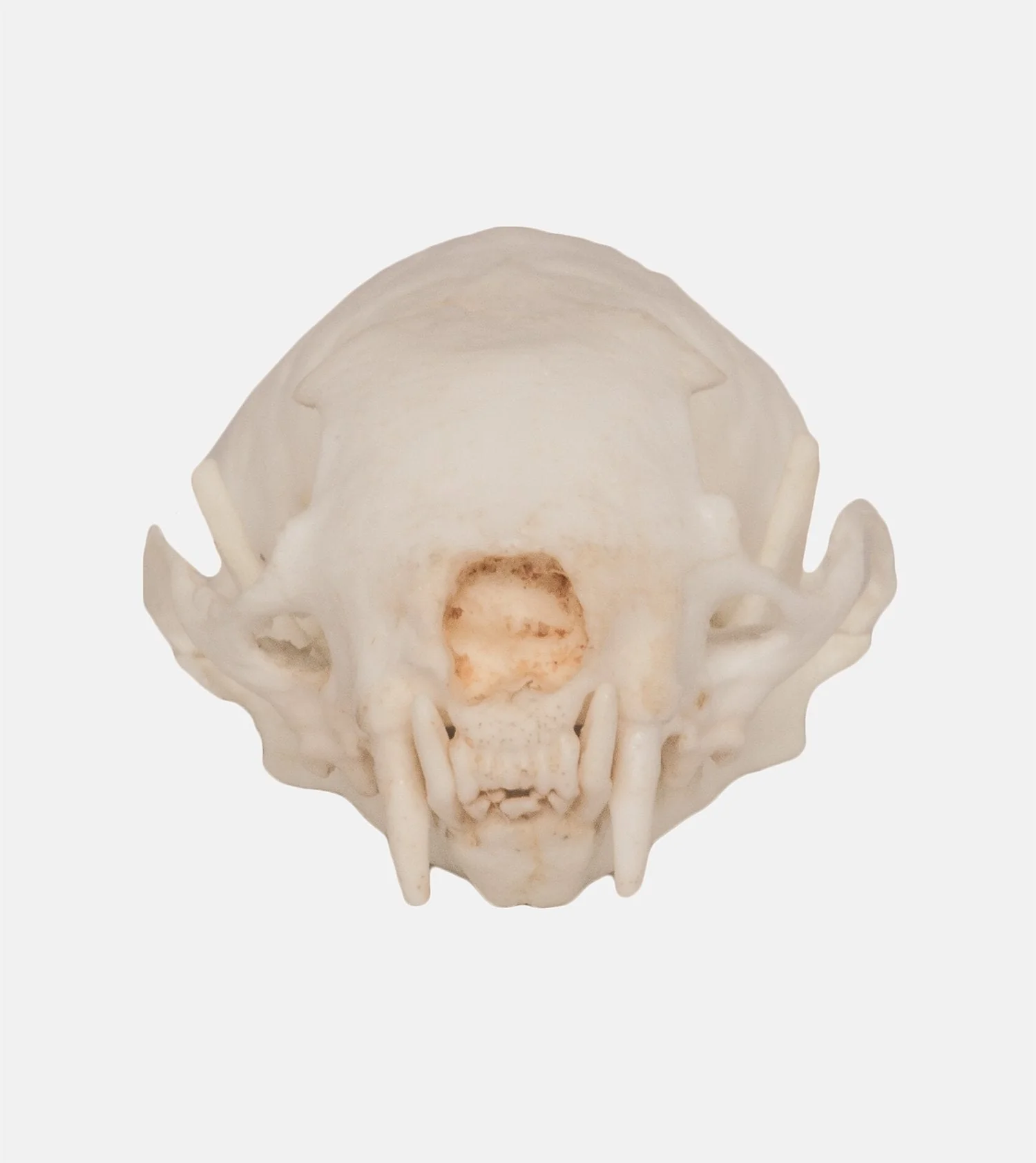 Replica Weasel Skull - Image 3