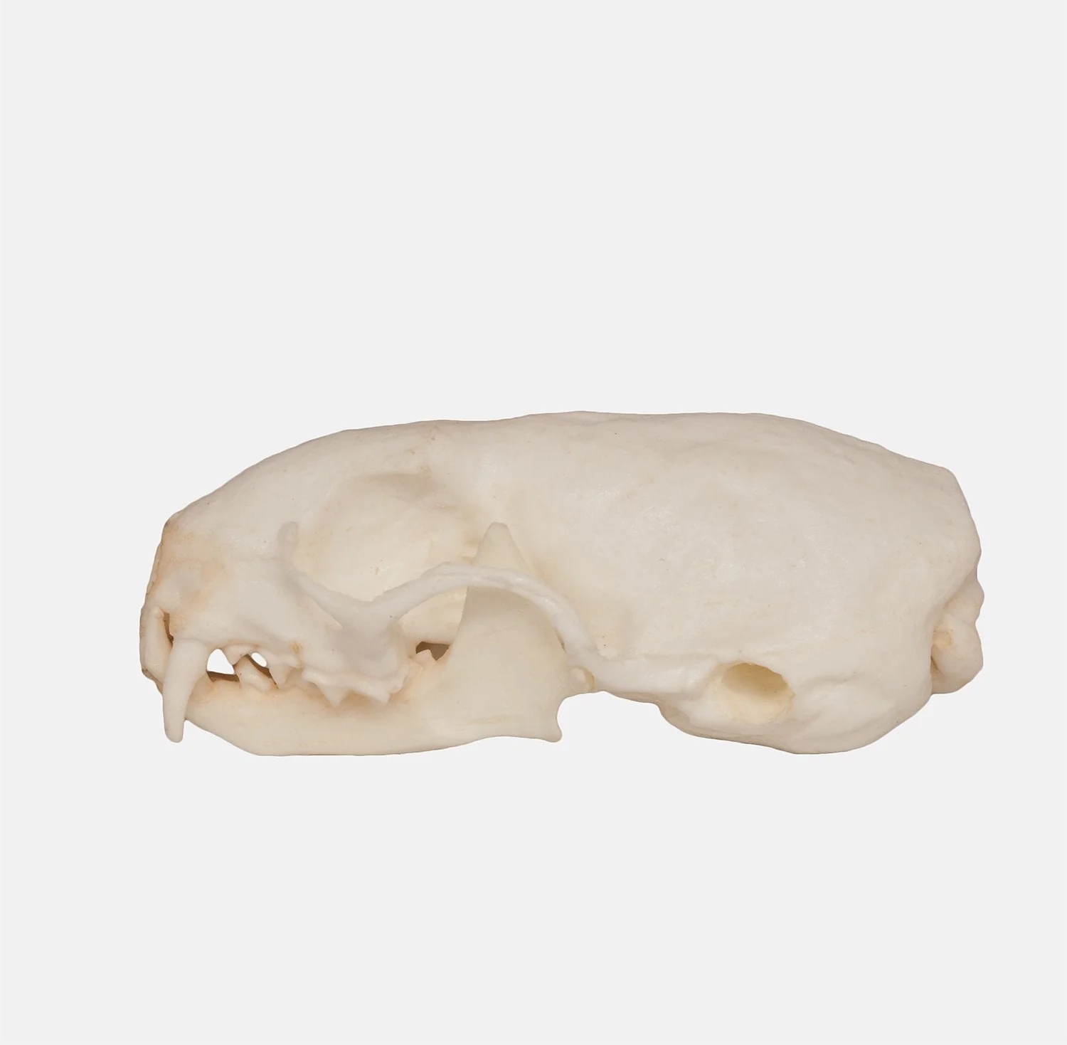 Replica Weasel Skull - Image 4
