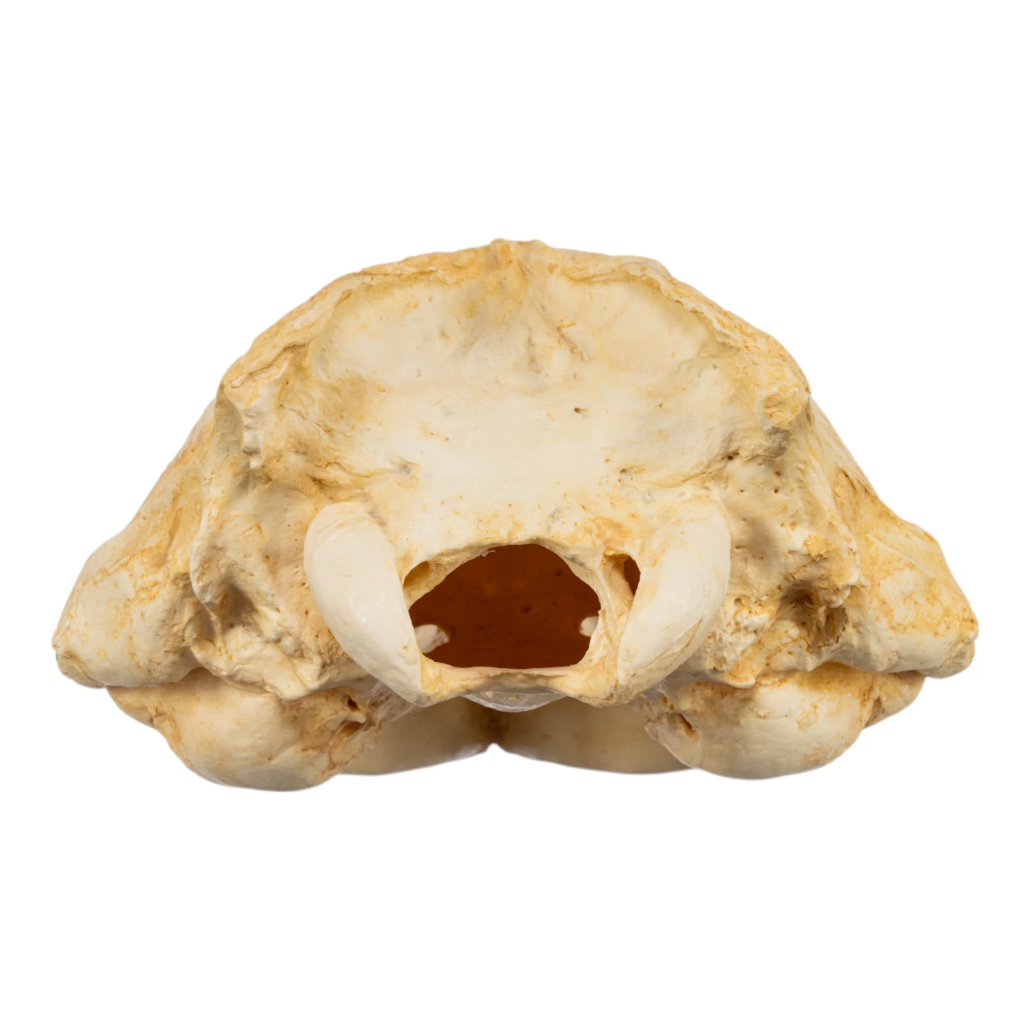 Replica Weddell Seal Skull - Image 5