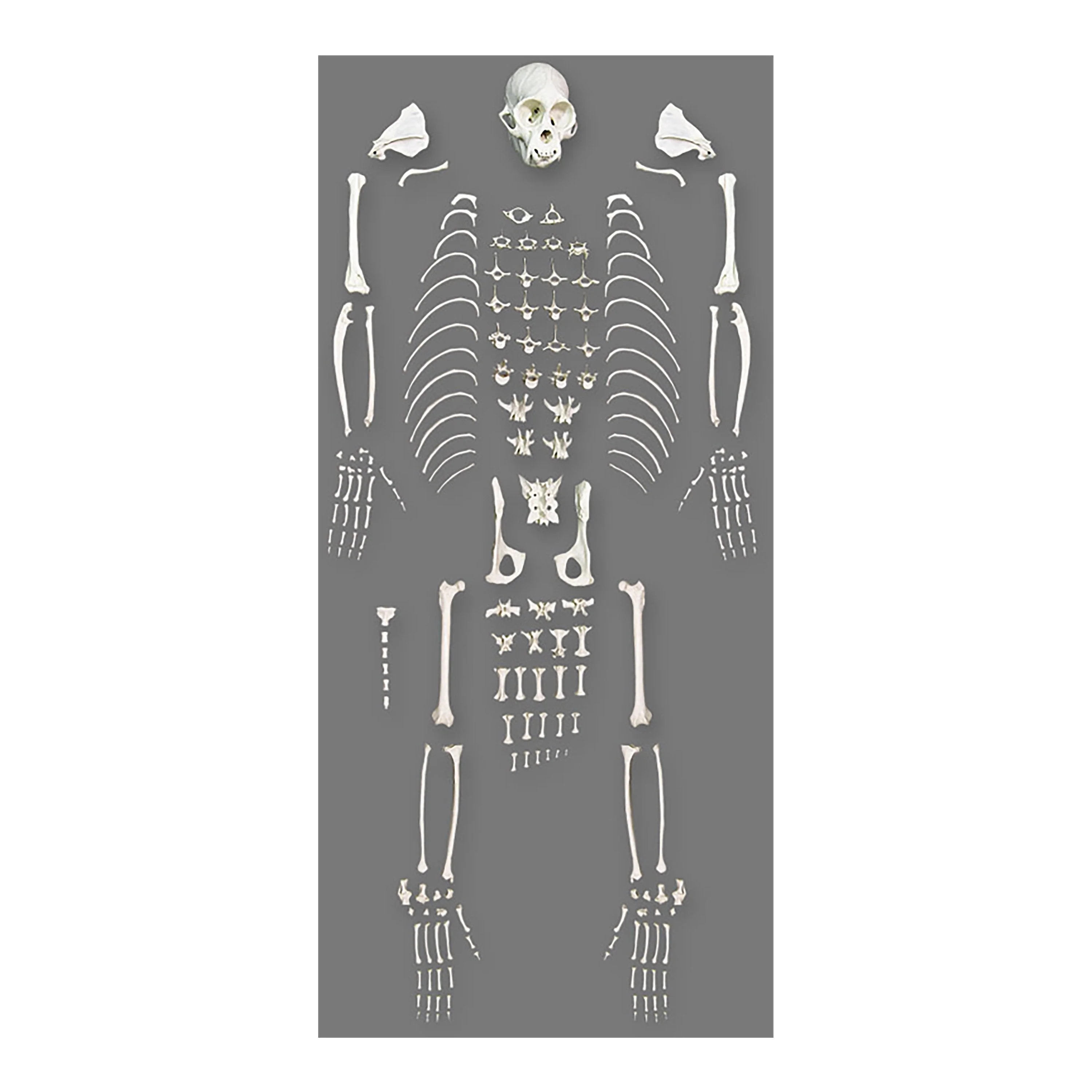 Replica Weeping Capuchin Monkey Skeleton - Image 2