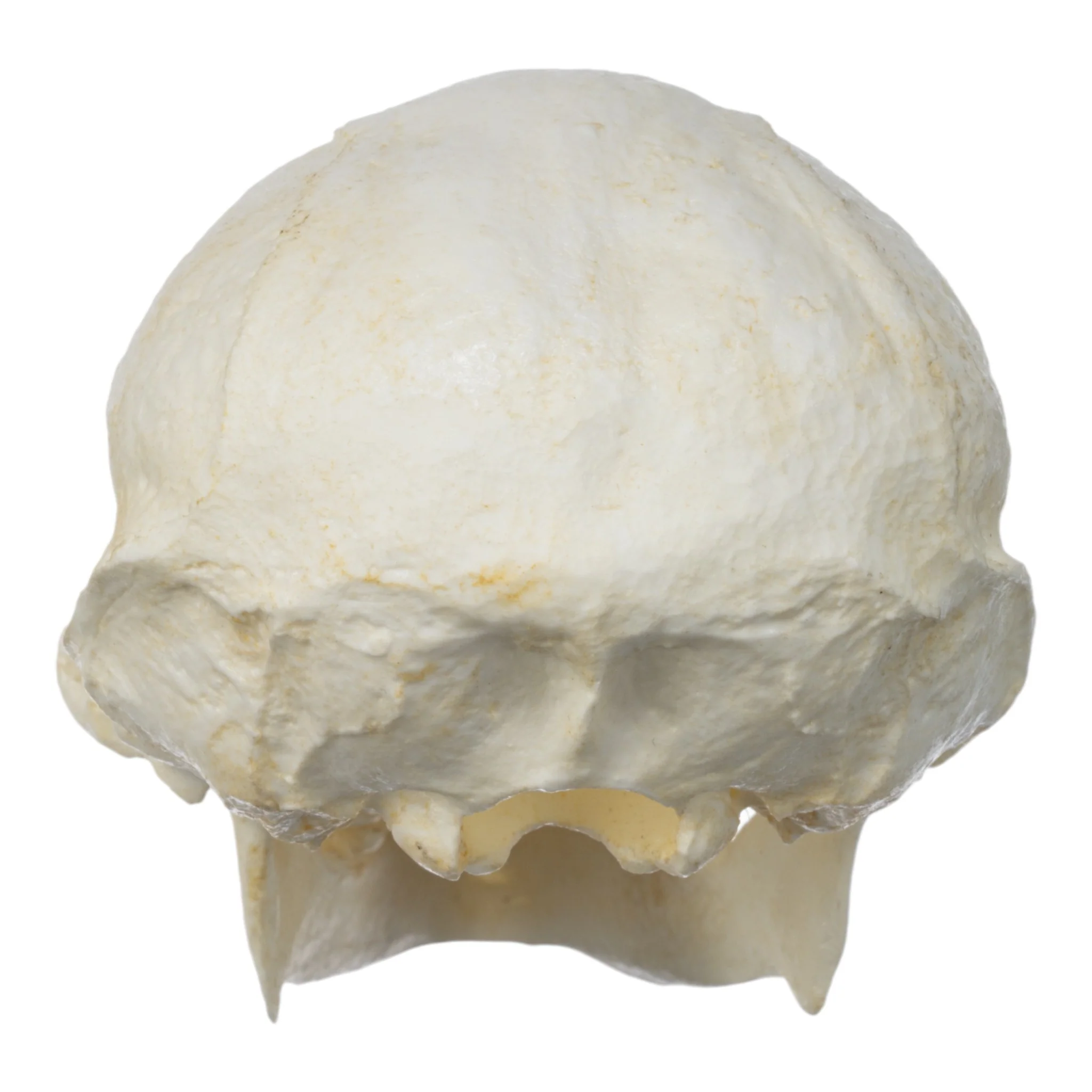 Replica White-handed Gibbon Skull - Image 5