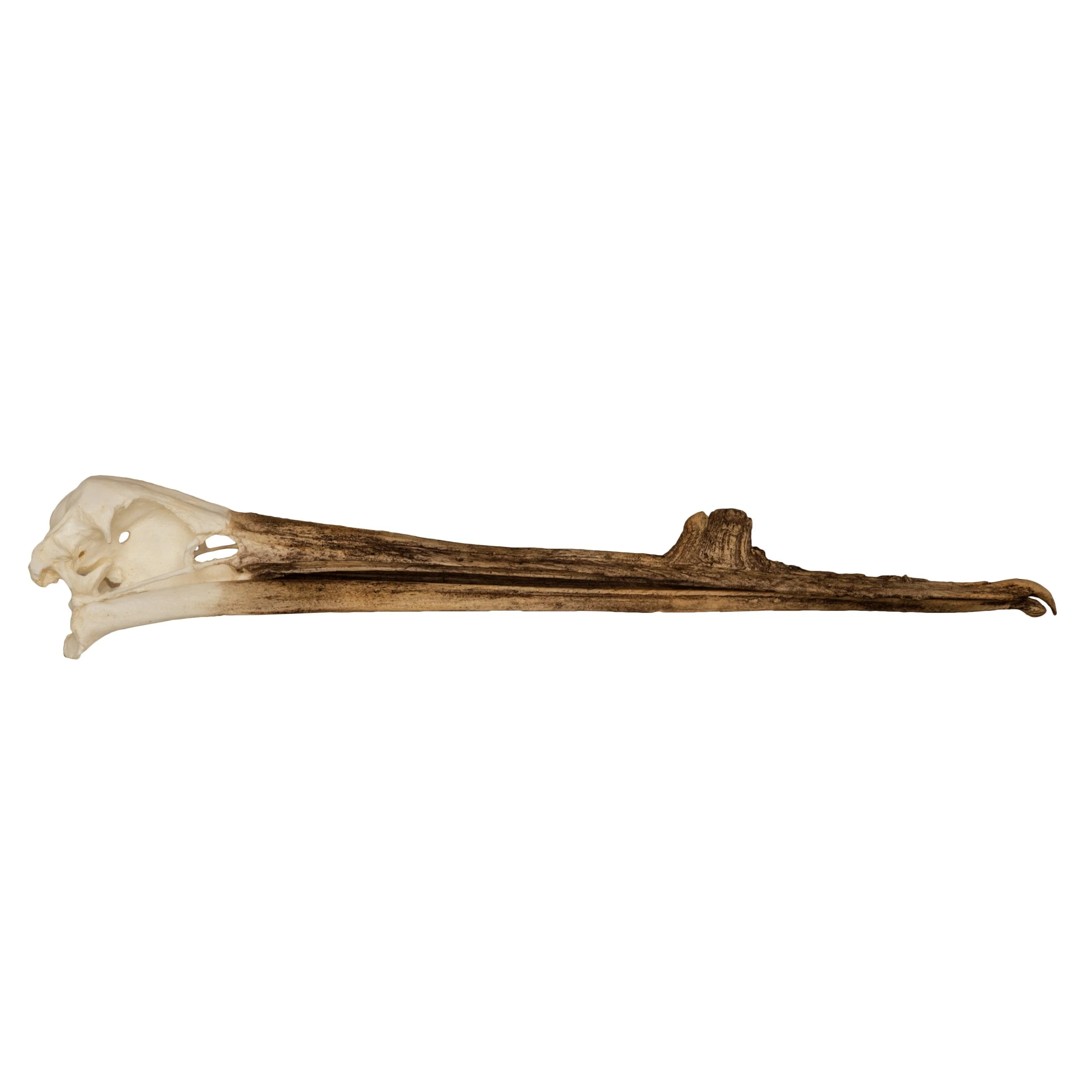 Replica White Pelican Skull with Breeding Beak Crest - Image 2