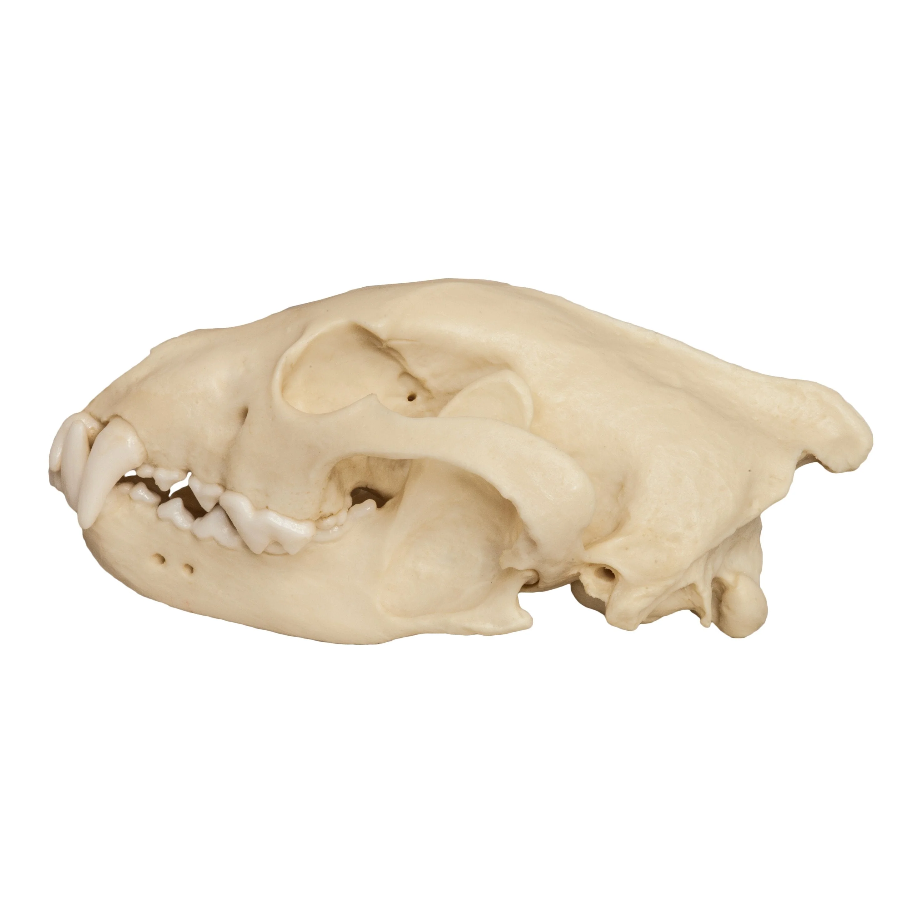 Replica Wolverine Skull - Image 2