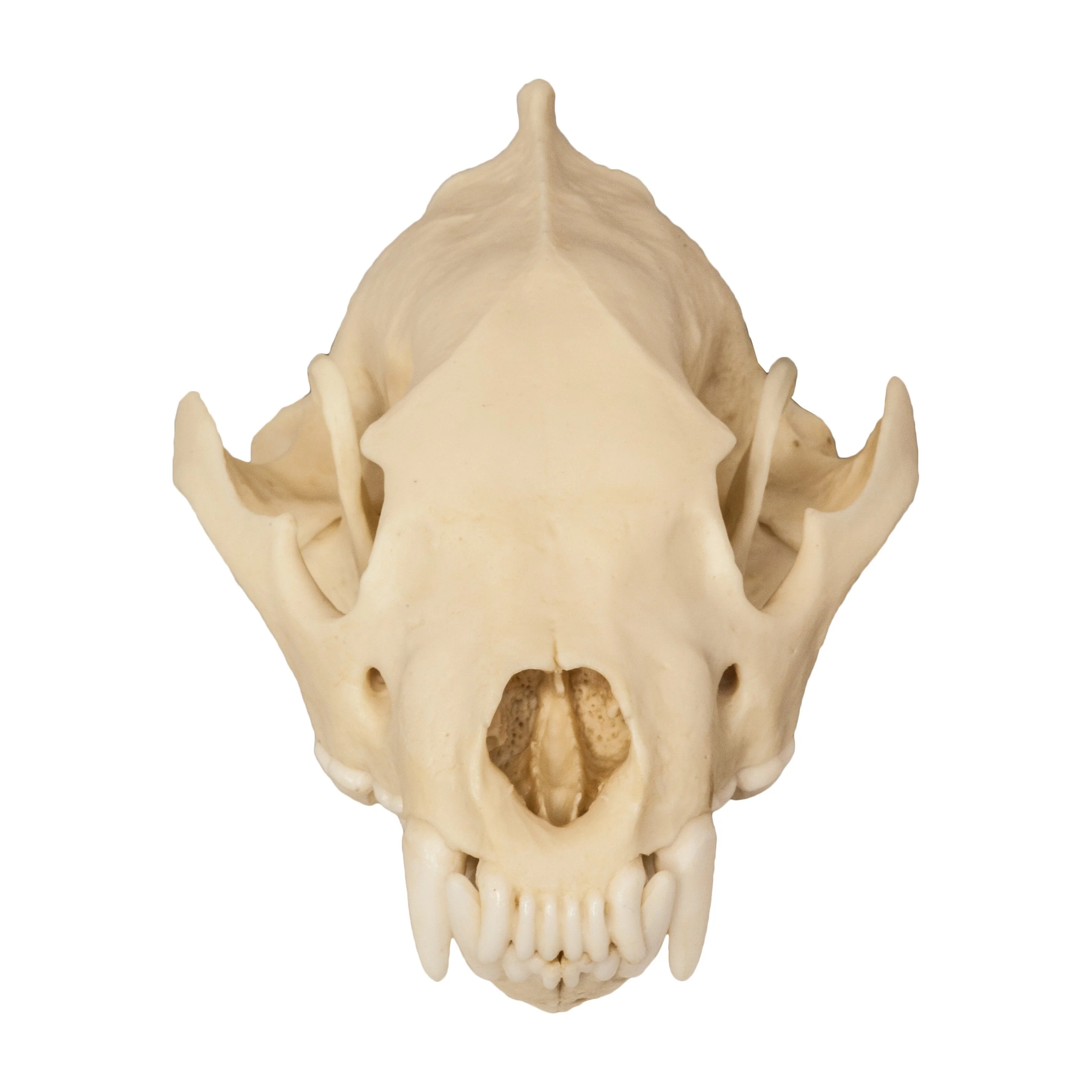 Replica Wolverine Skull - Image 3