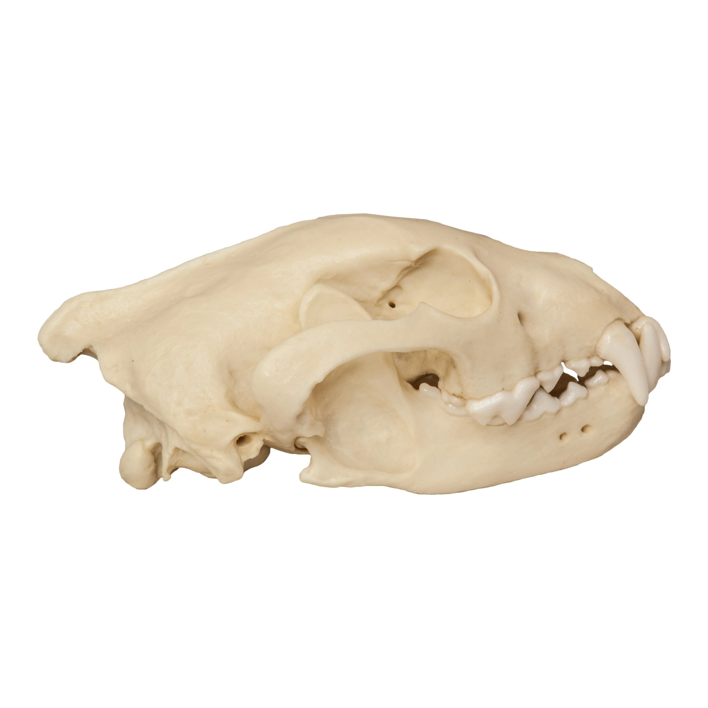 Replica Wolverine Skull - Image 4