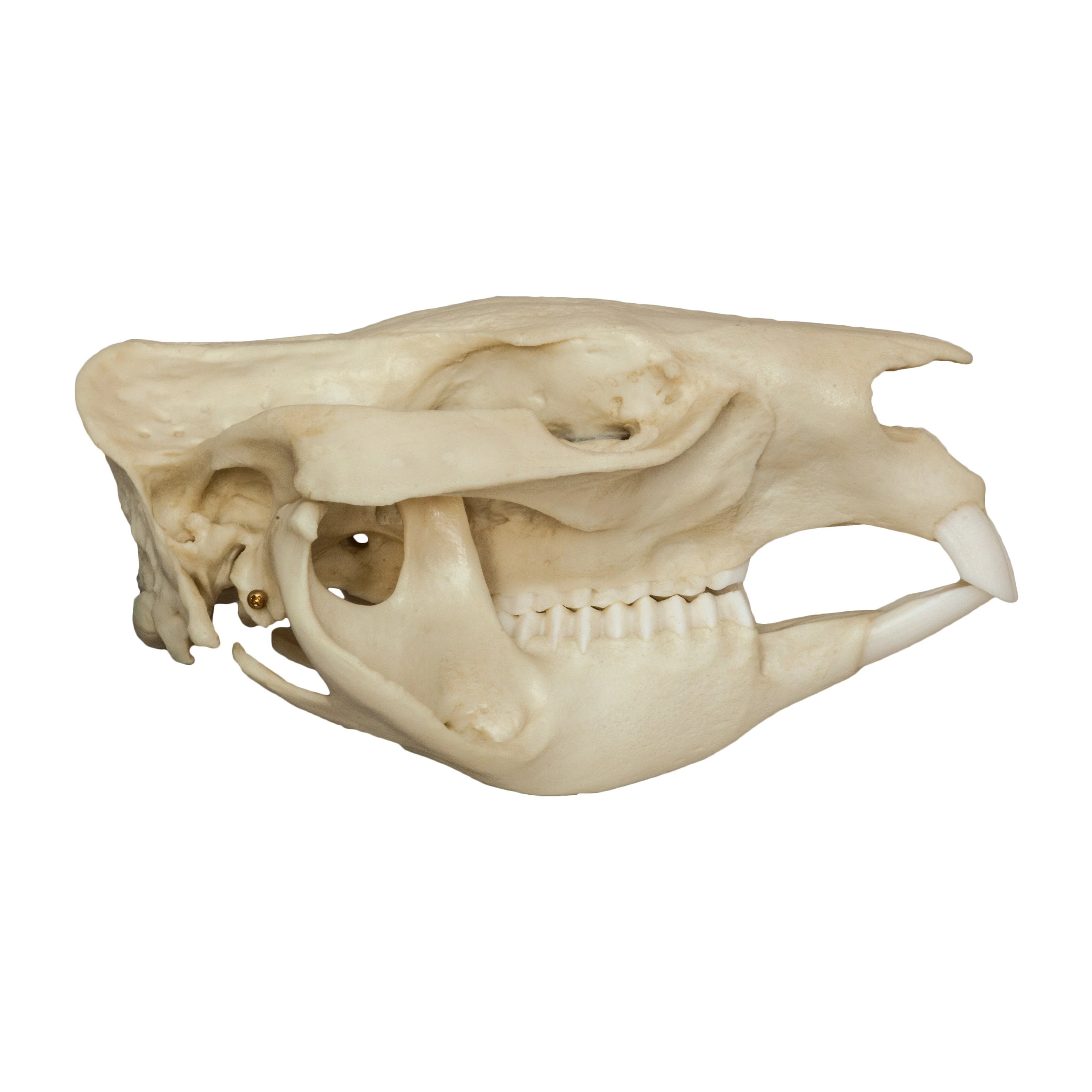 Replica Wombat Skull - Image 2