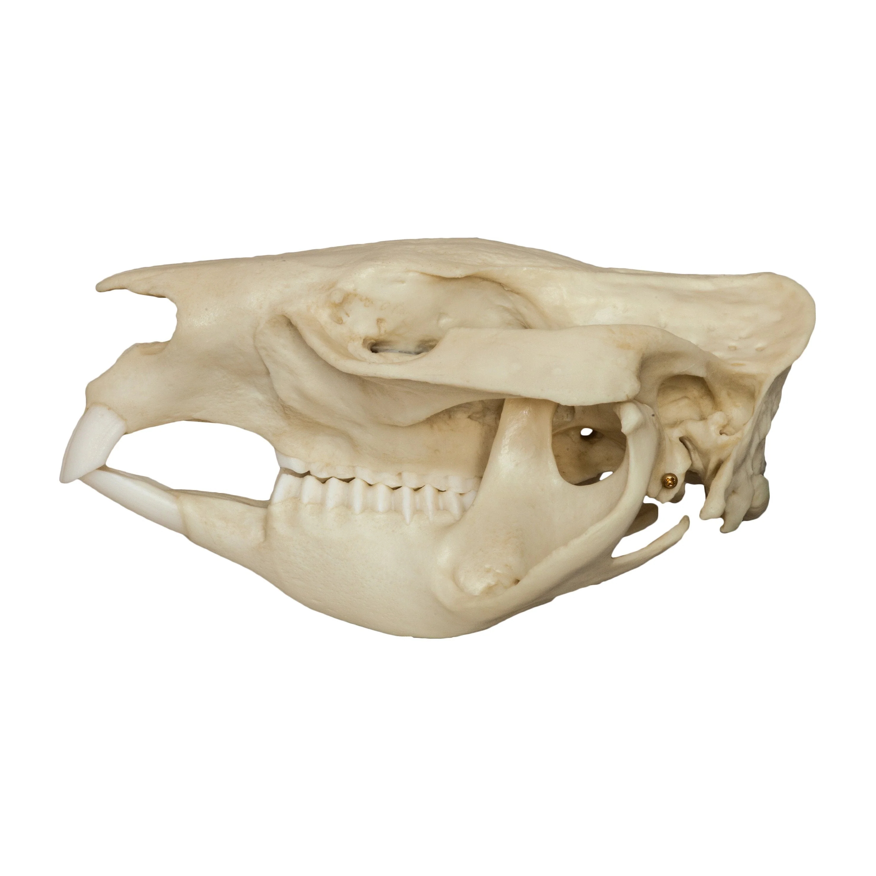 Replica Wombat Skull - Image 4