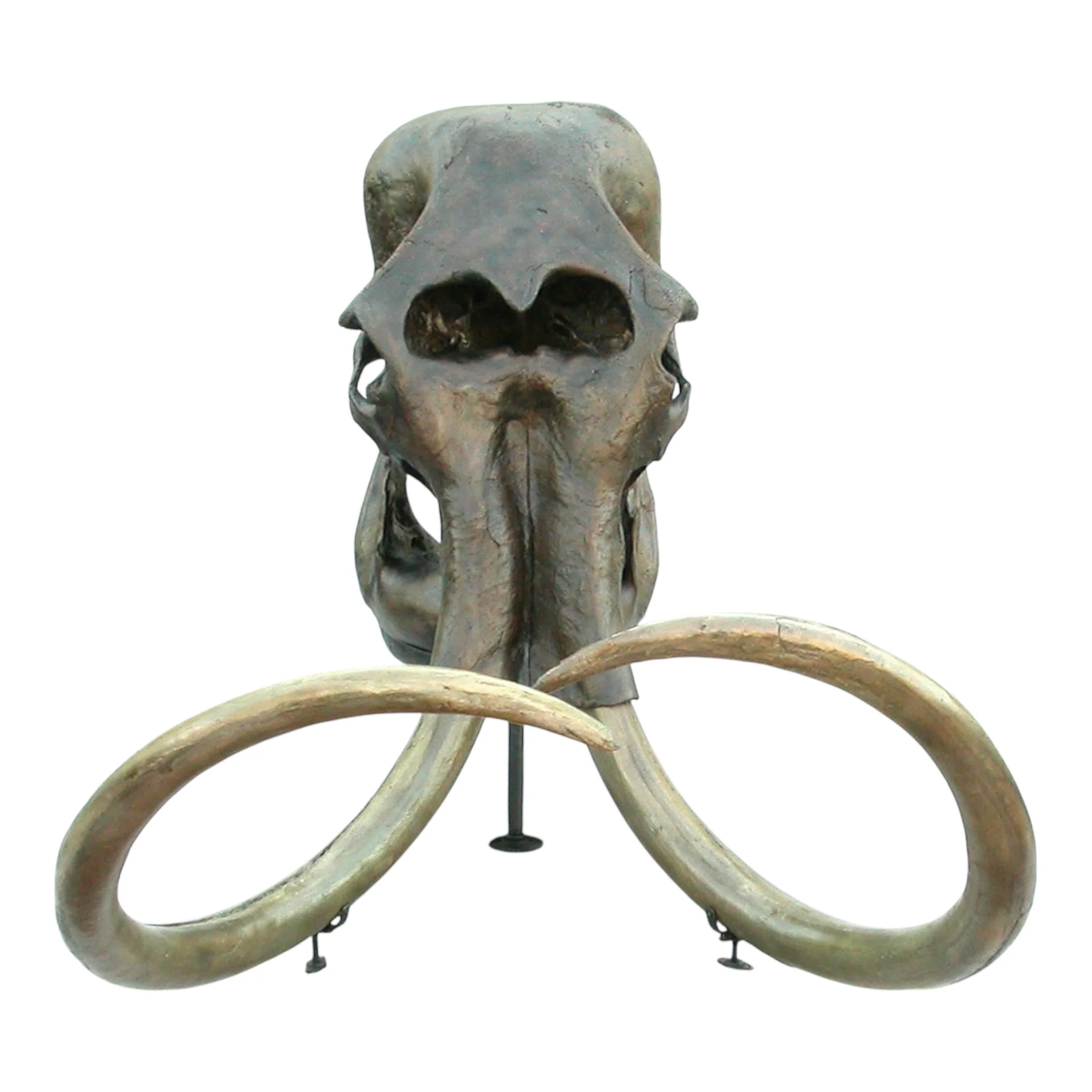 Replica Woolly Mammoth Skull with Tusks - Image 4