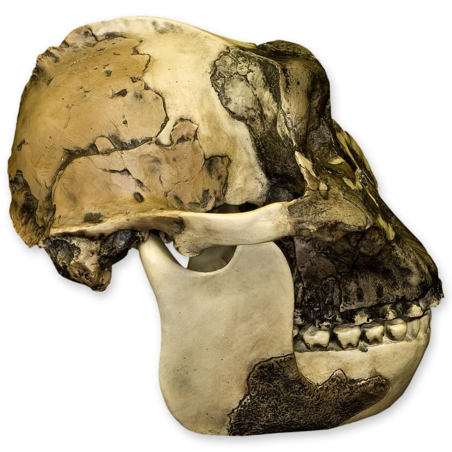 Replica Zinjanthropus OH-5 Skull - Image 3