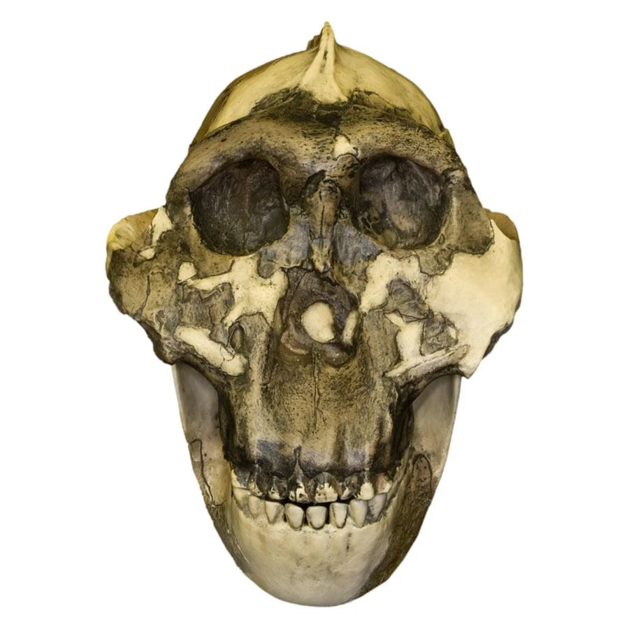 Replica Zinjanthropus OH-5 Skull - Image 4