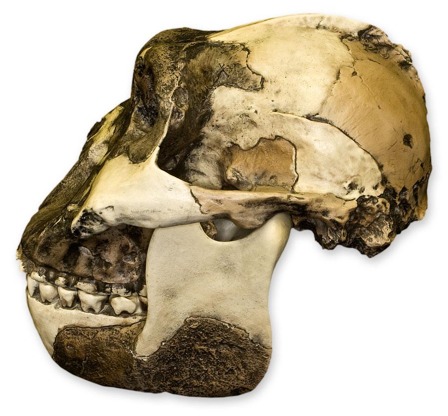 Replica Zinjanthropus OH-5 Skull - Image 5