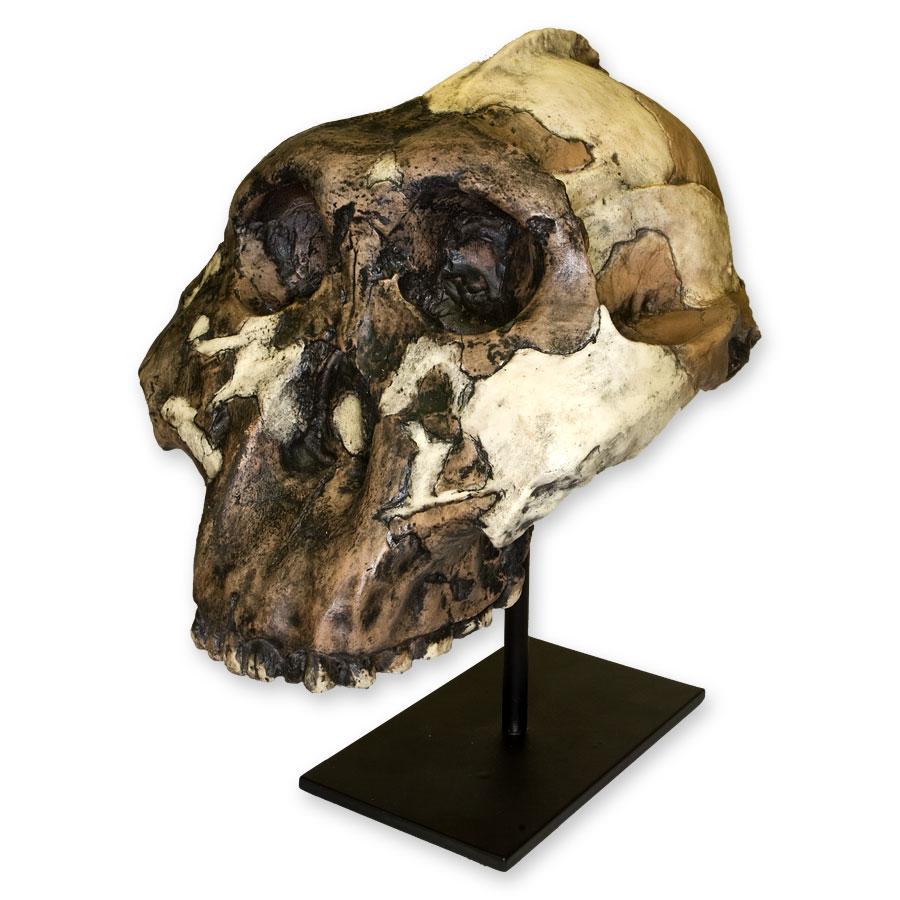 Replica Zinjanthropus OH-5 Skull - Image 6