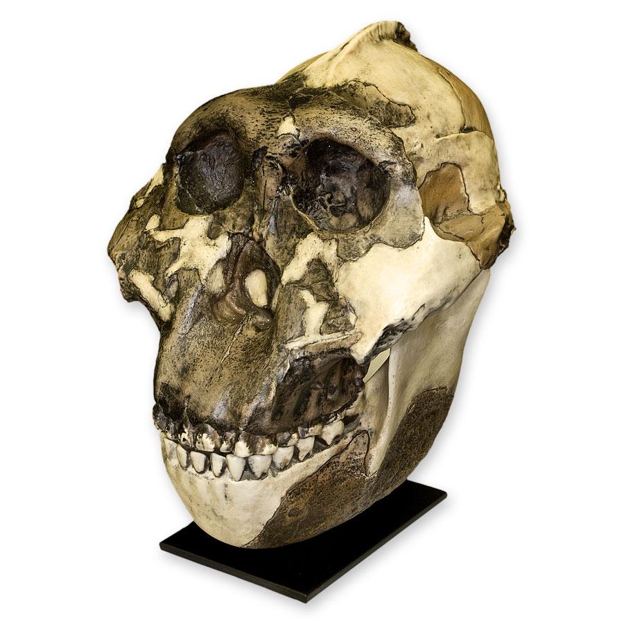 Replica Zinjanthropus OH-5 Skull - Image 7