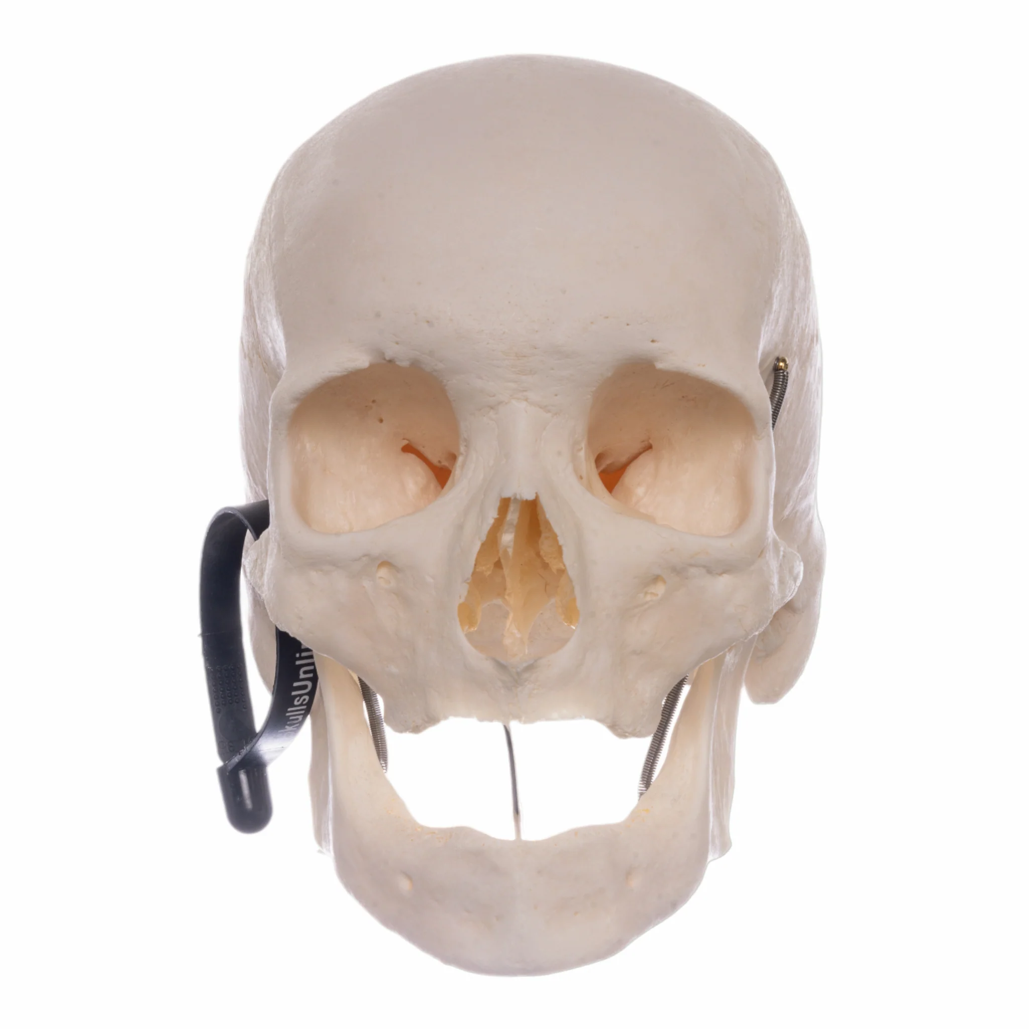 Real Research Quality Human Skeleton - Disarticulated - Image 4