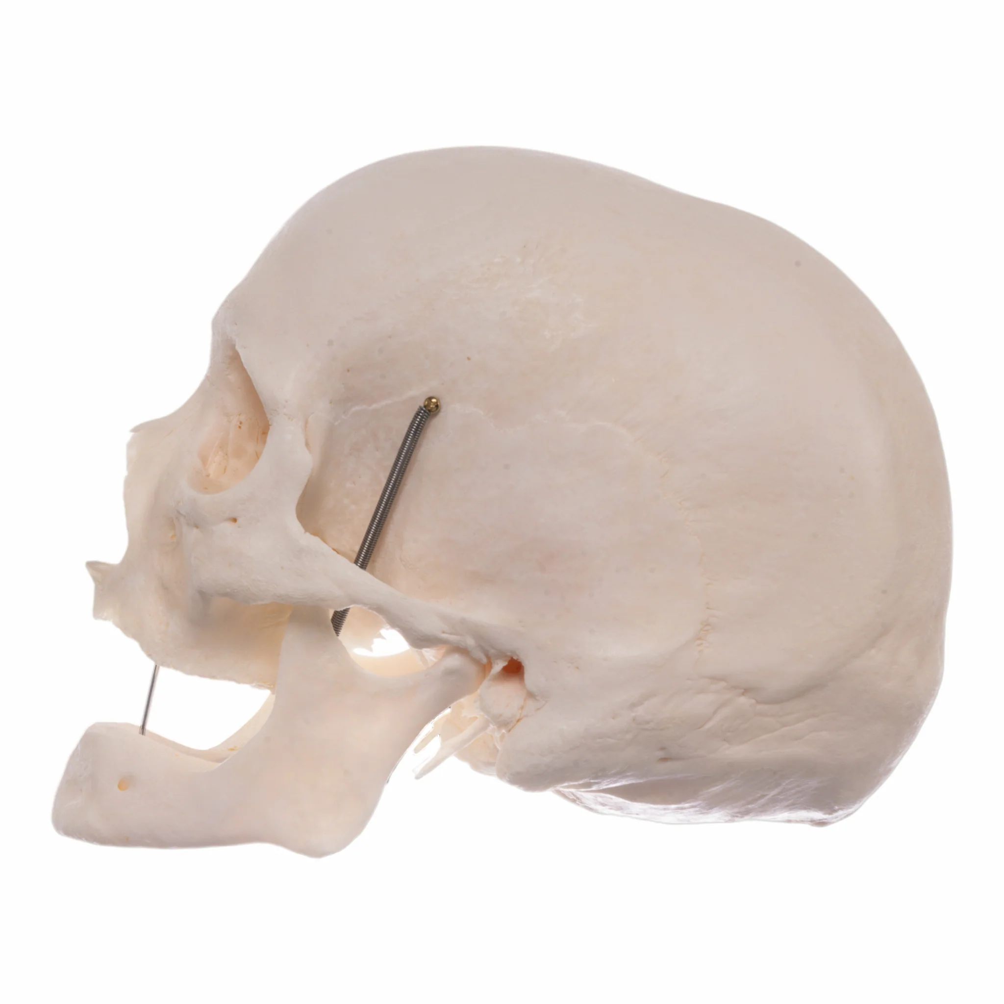 Real Research Quality Human Skeleton - Disarticulated - Image 5