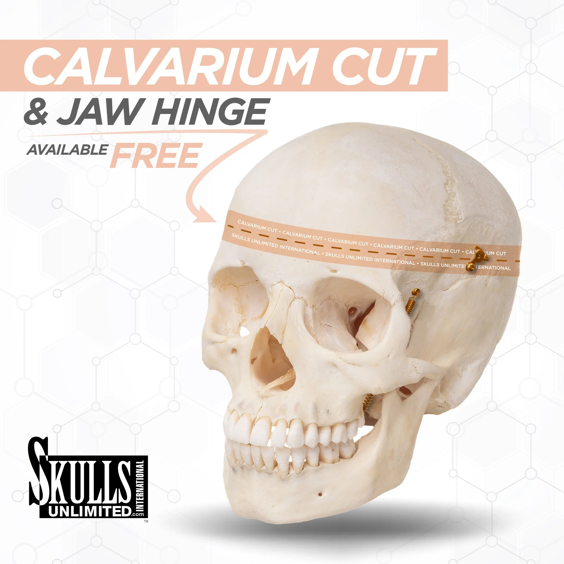 Real Research Quality Human Skeleton - Disarticulated - Image 7
