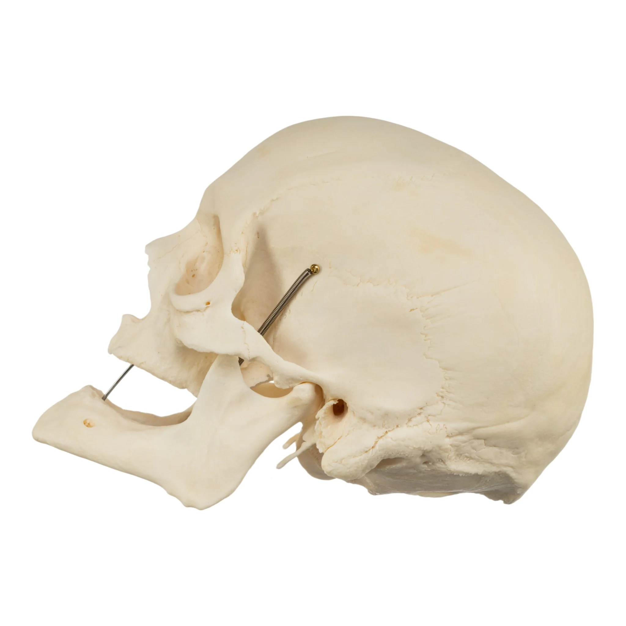 Real Research Quality Human Skeleton - Disarticulated - Image 5