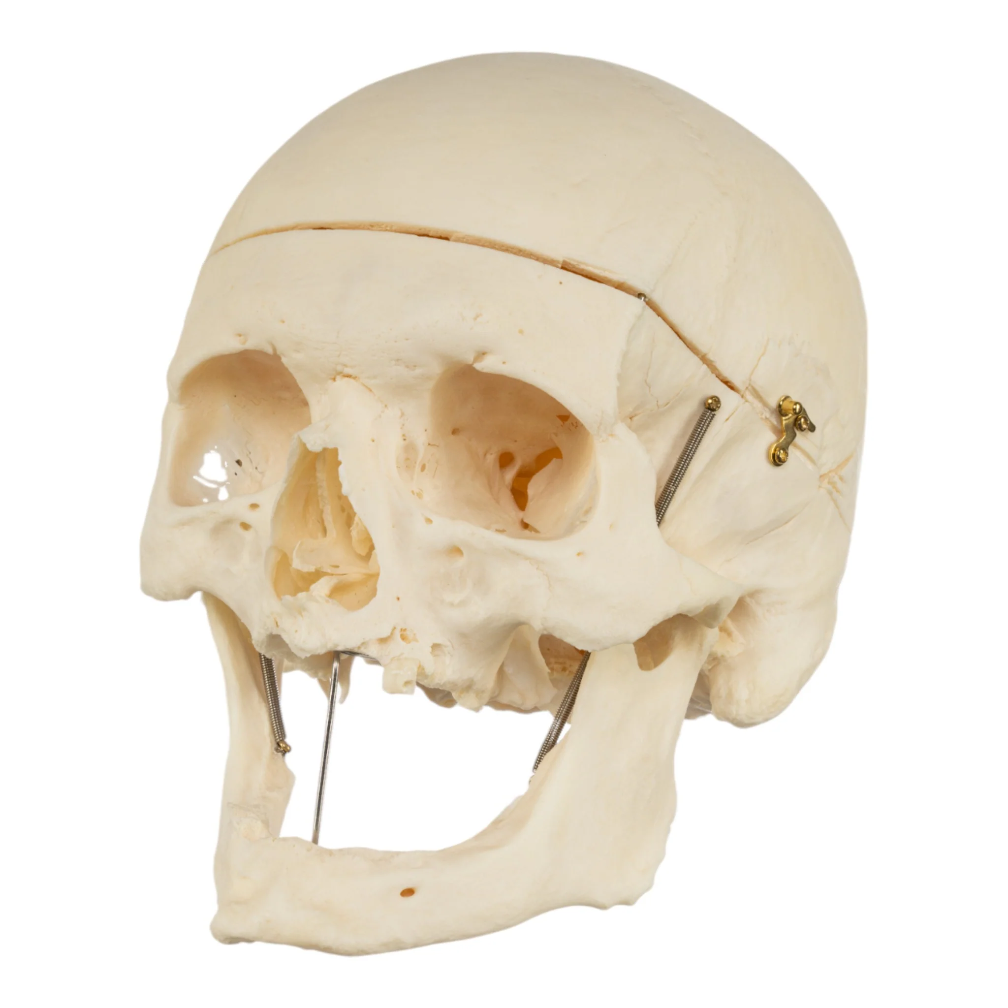 Real Research Quality Human Skeleton - Disarticulated - Image 2