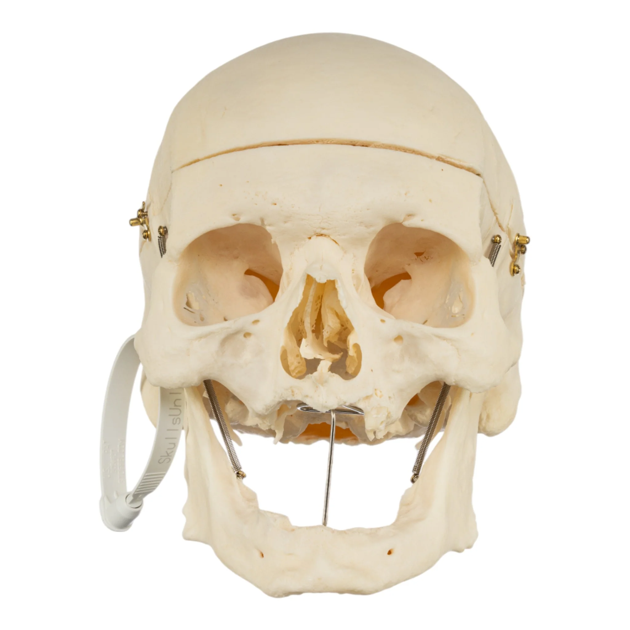Real Research Quality Human Skeleton - Disarticulated - Image 4