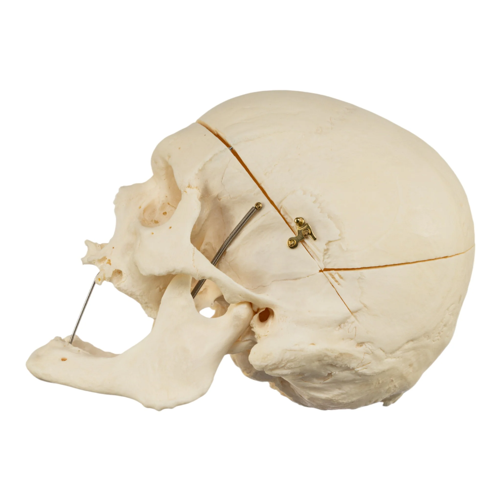 Real Research Quality Human Skeleton - Disarticulated - Image 5