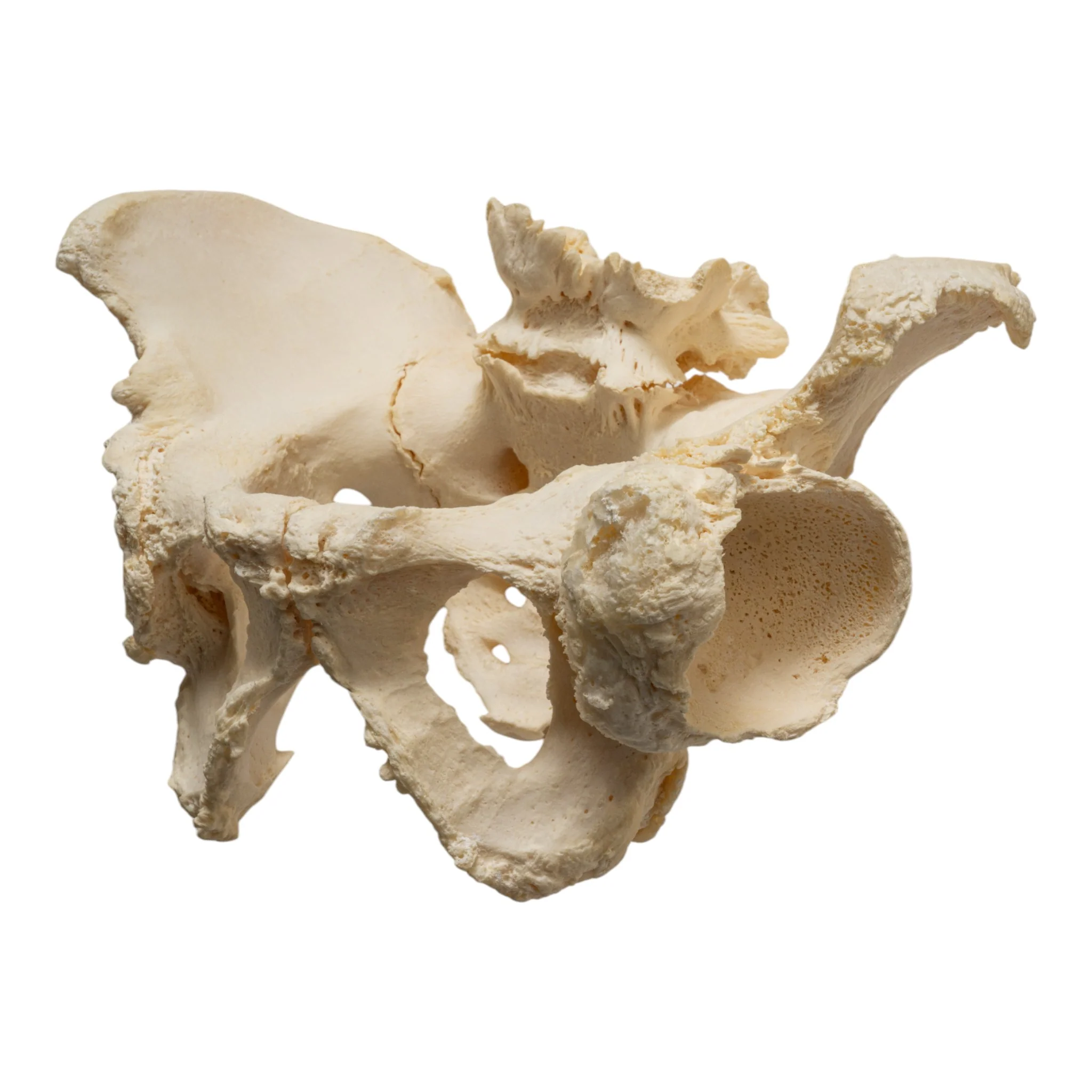 Real Research Quality Human Skeleton - Disarticulated - Image 8