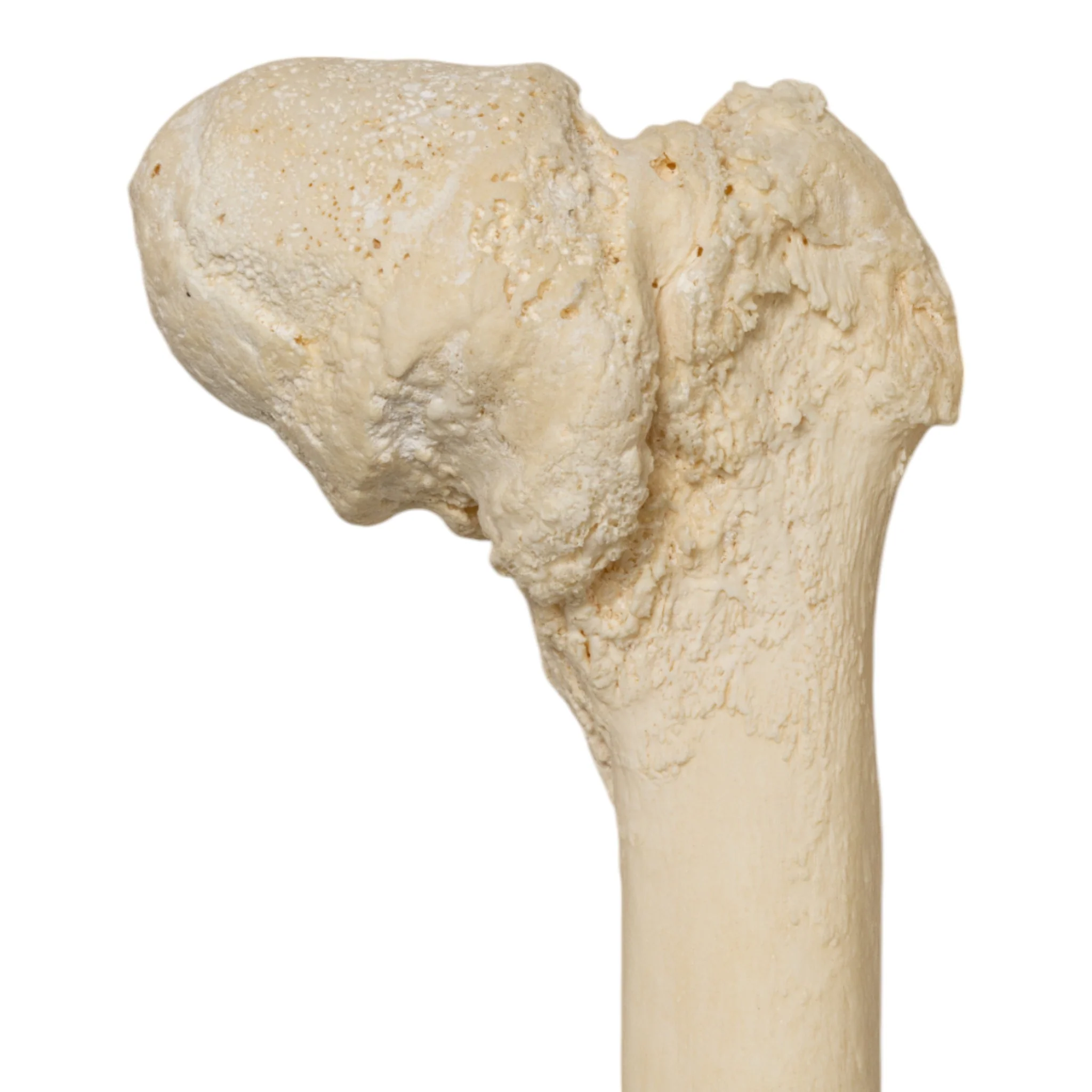 Real Research Quality Human Skeleton - Disarticulated - Image 9