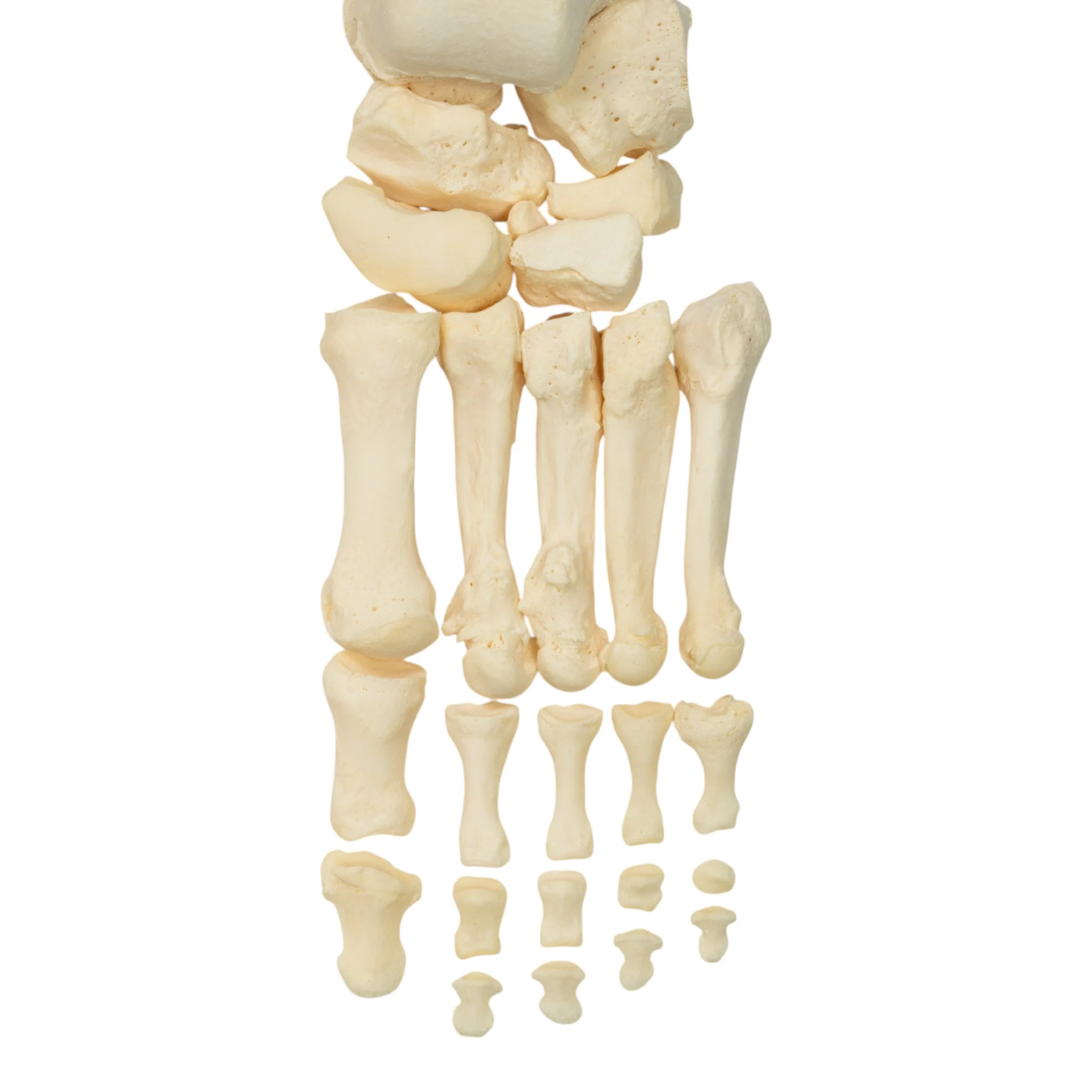 Real Research Quality Human Skeleton - Disarticulated - Image 12
