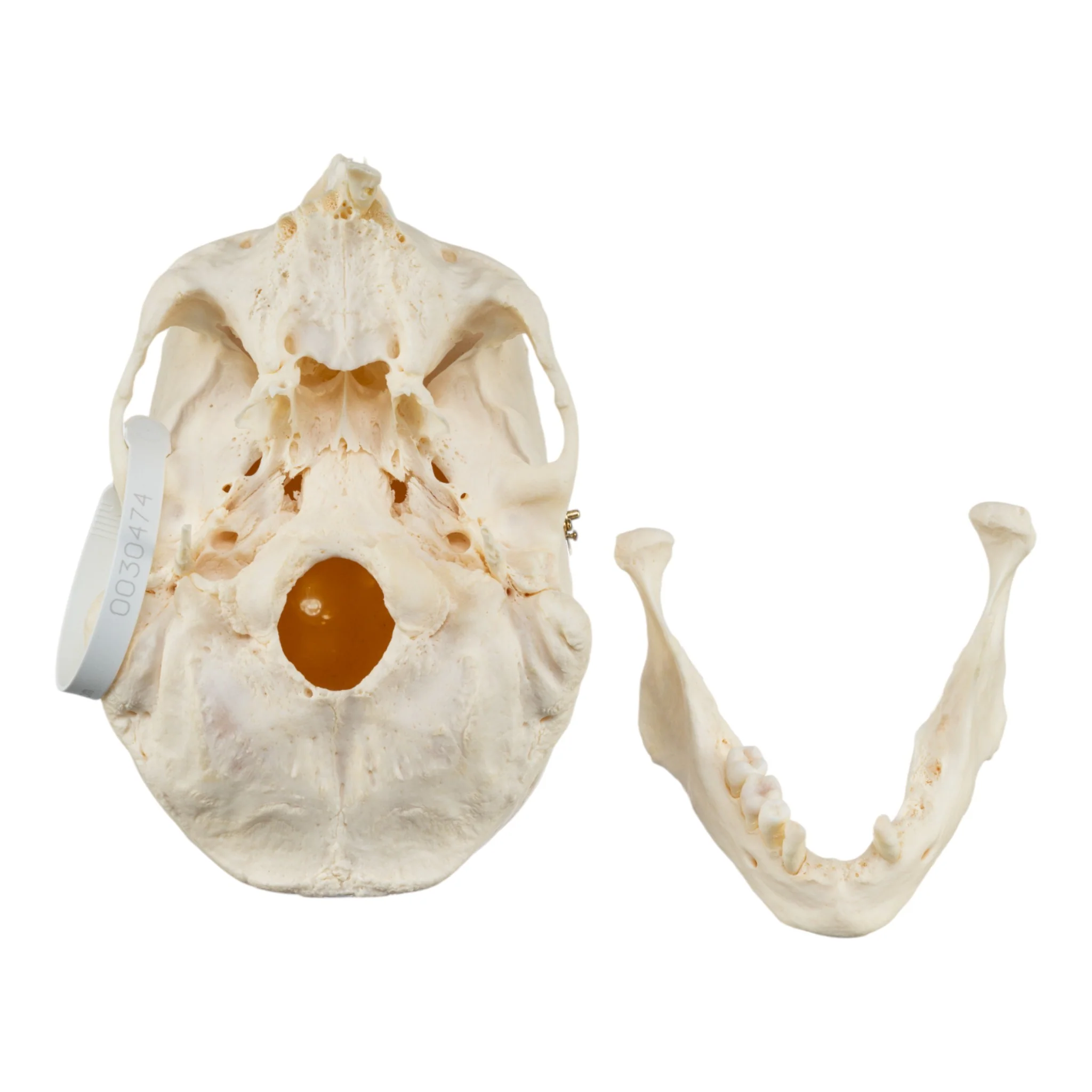 Real Research Quality Human Skeleton - Disarticulated - Image 7