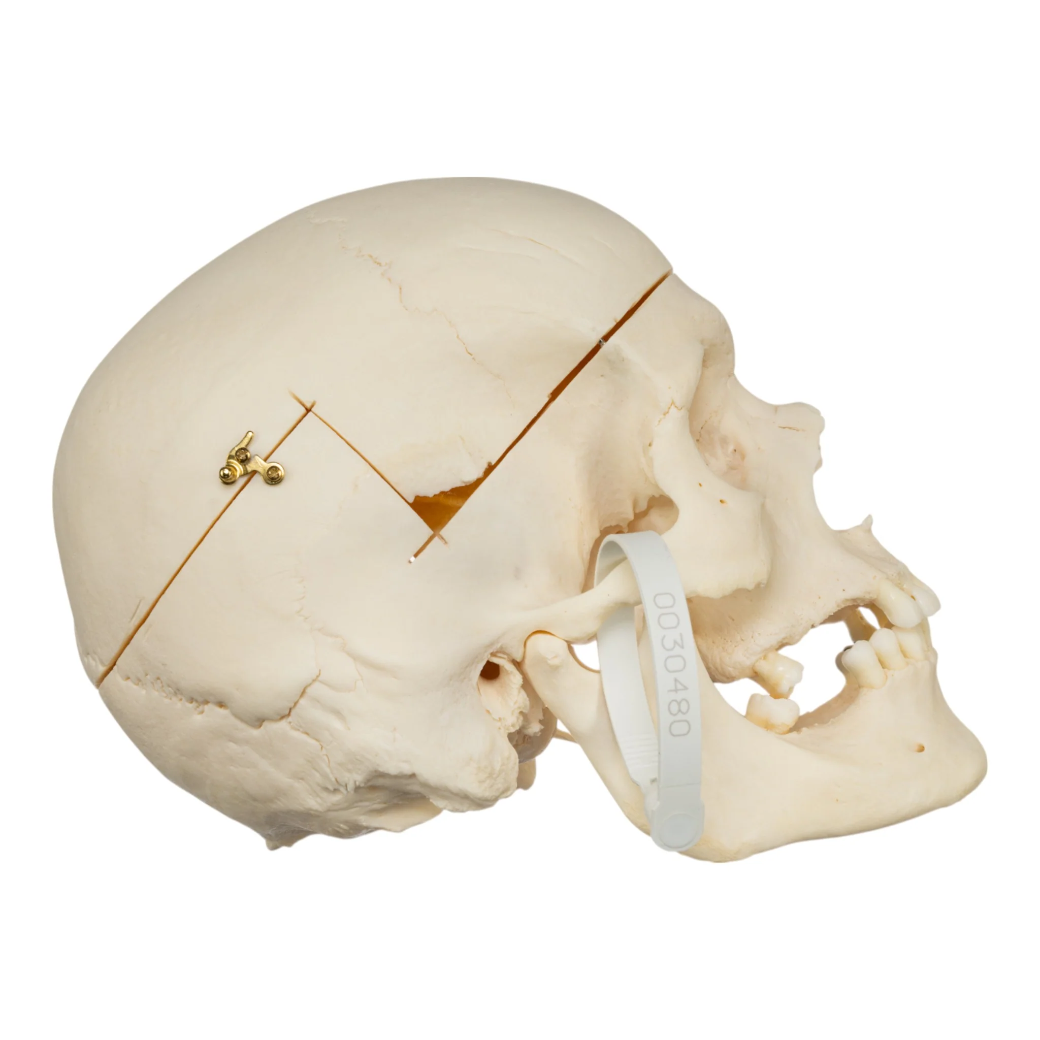 Real Research Quality Human Skull - Image 2