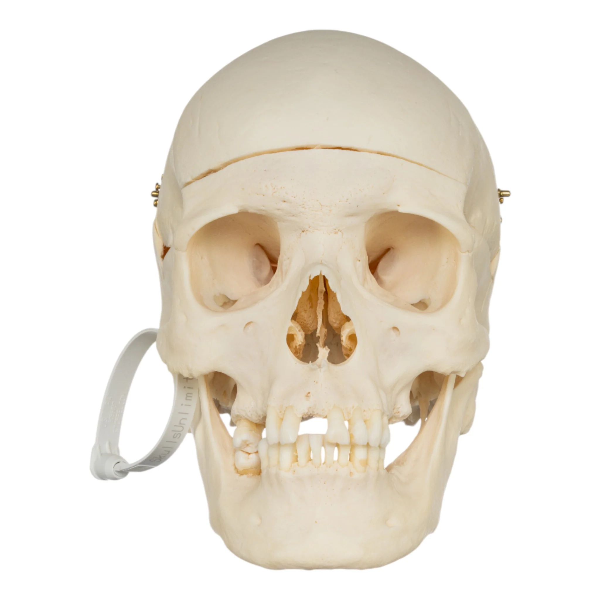 Real Research Quality Human Skull - Image 3